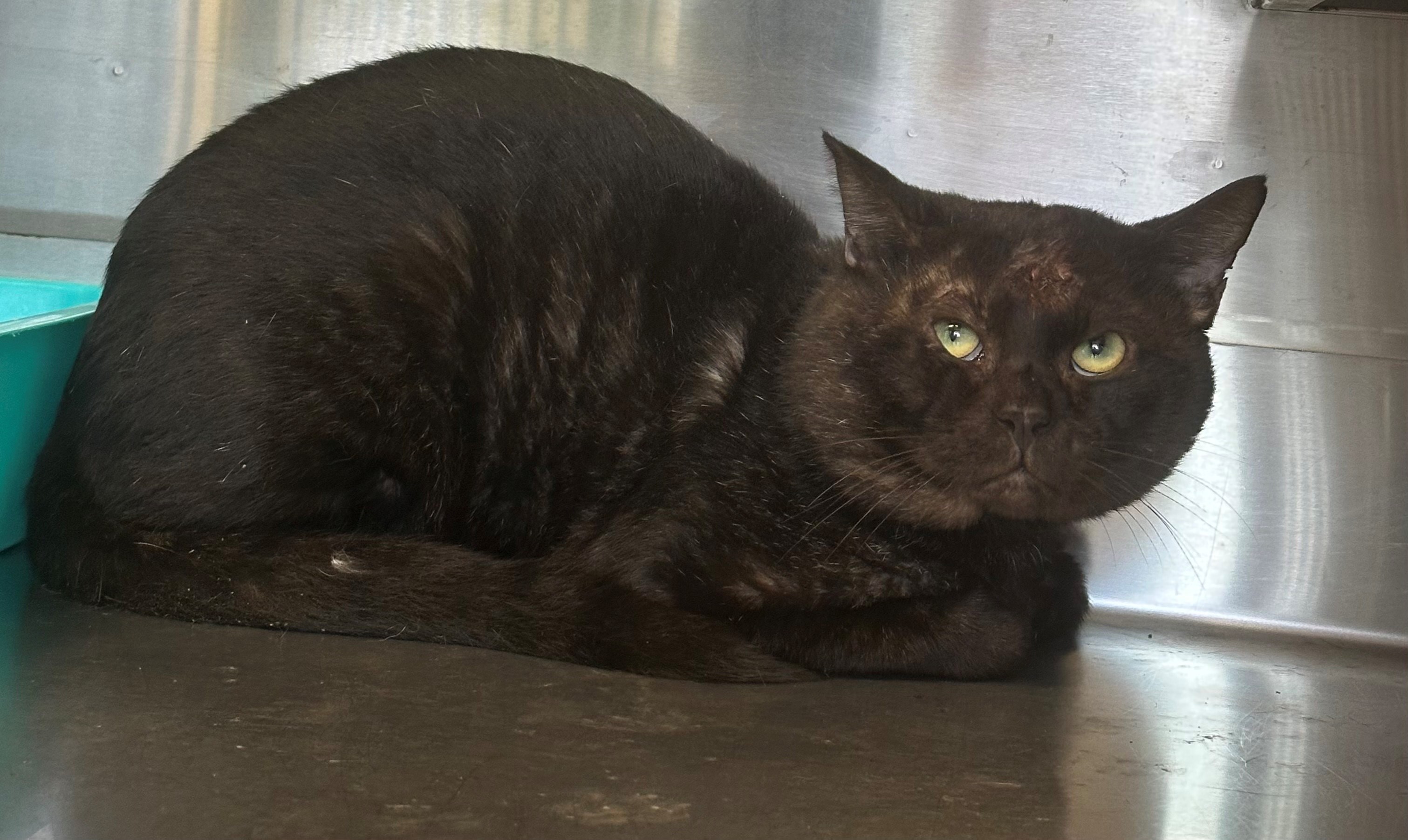 Found Cat