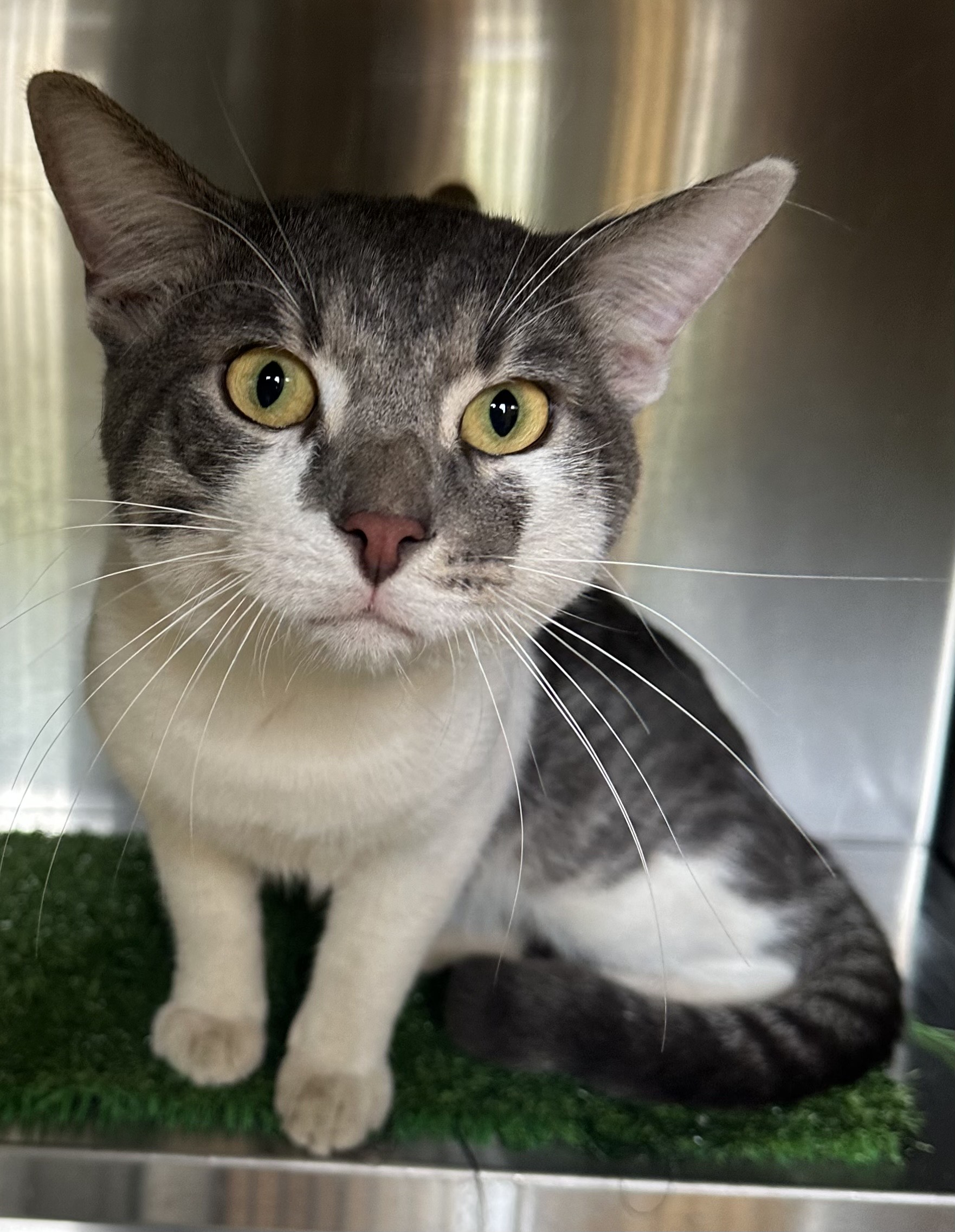 Found Cat