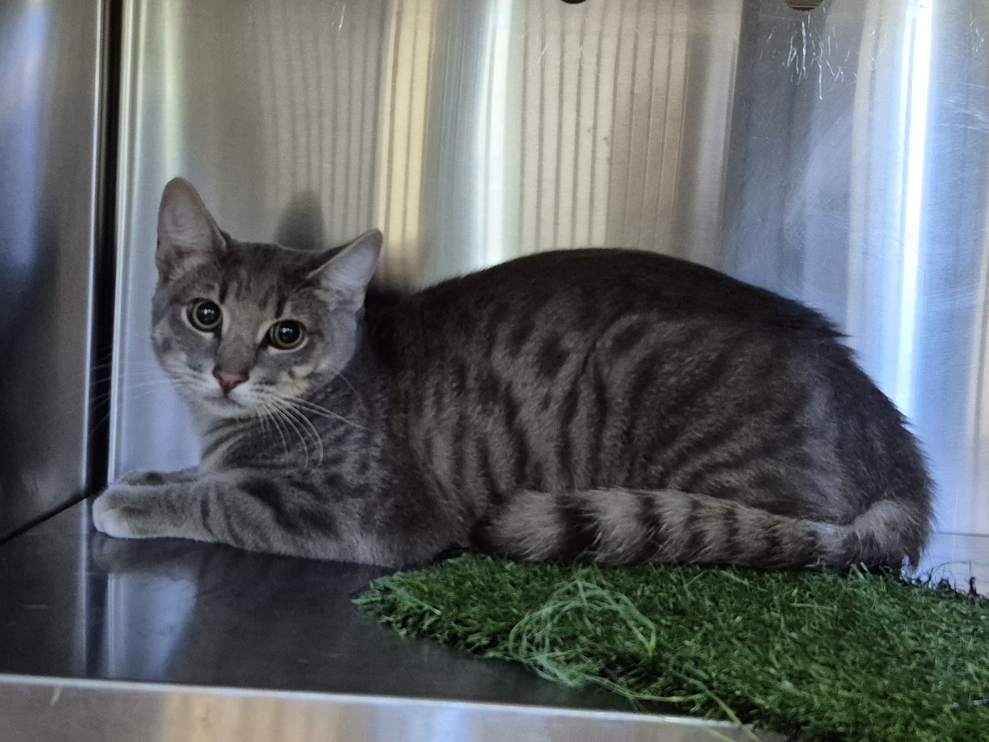 Found Domestic Short Hair
