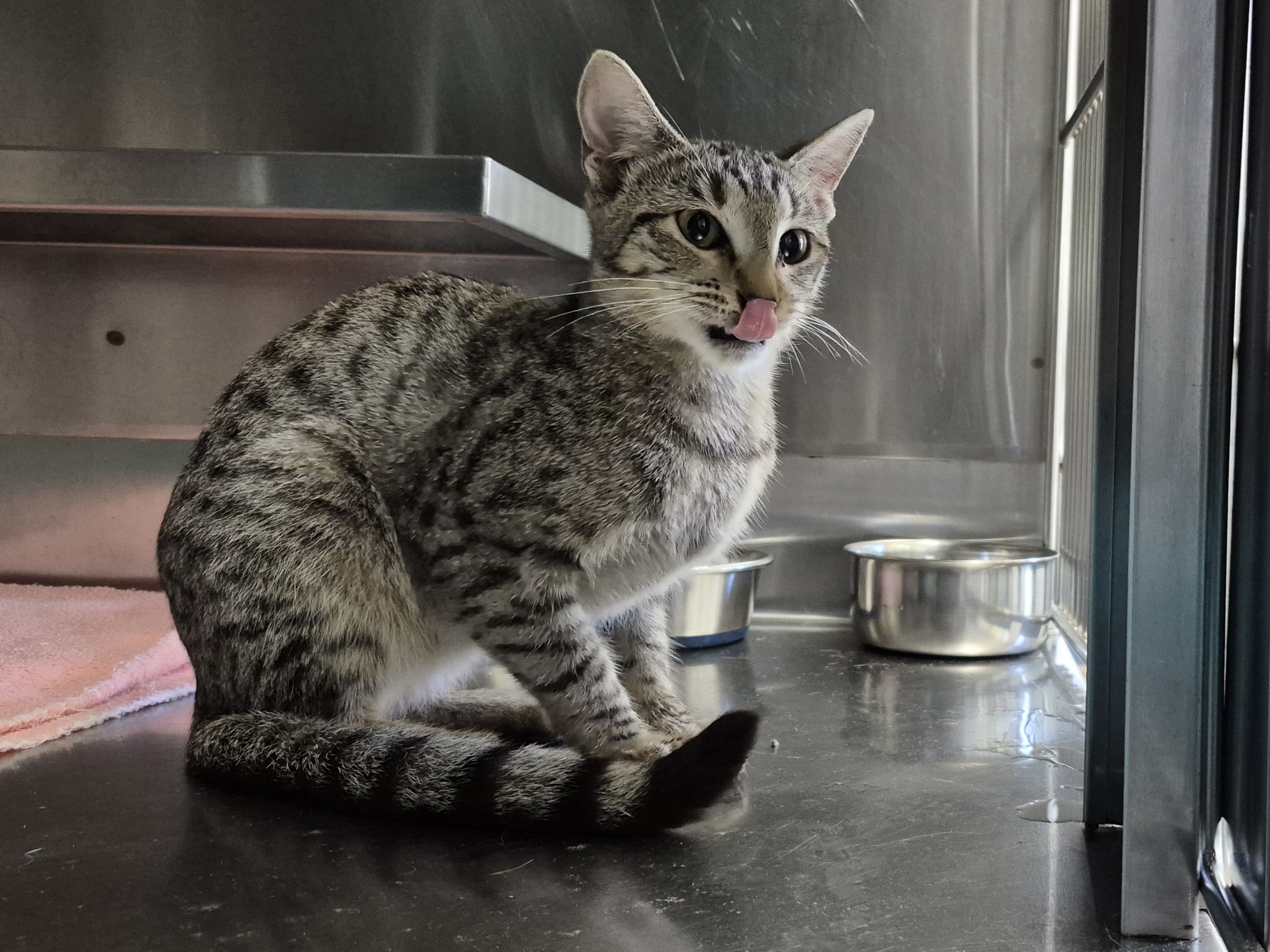 Found Domestic Short Hair