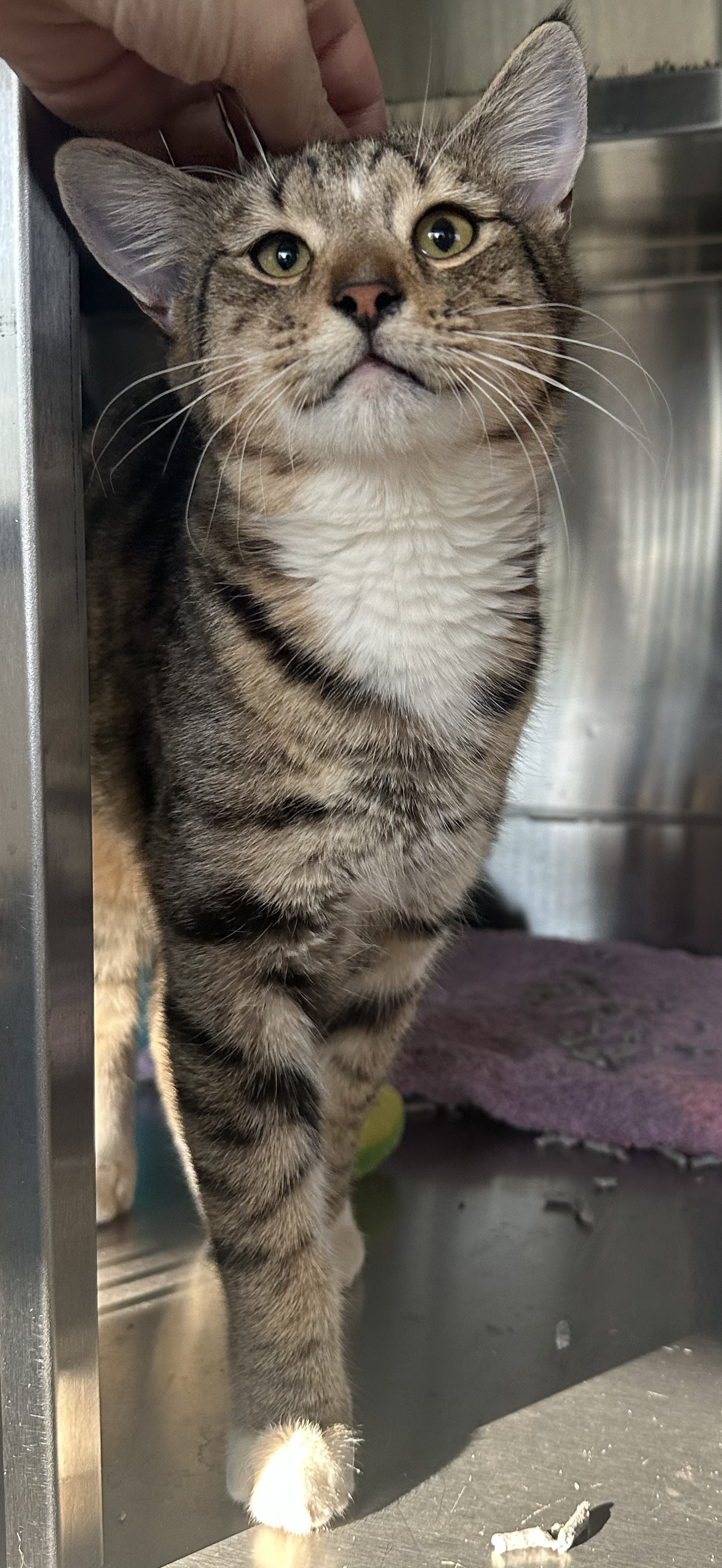 Found Cat