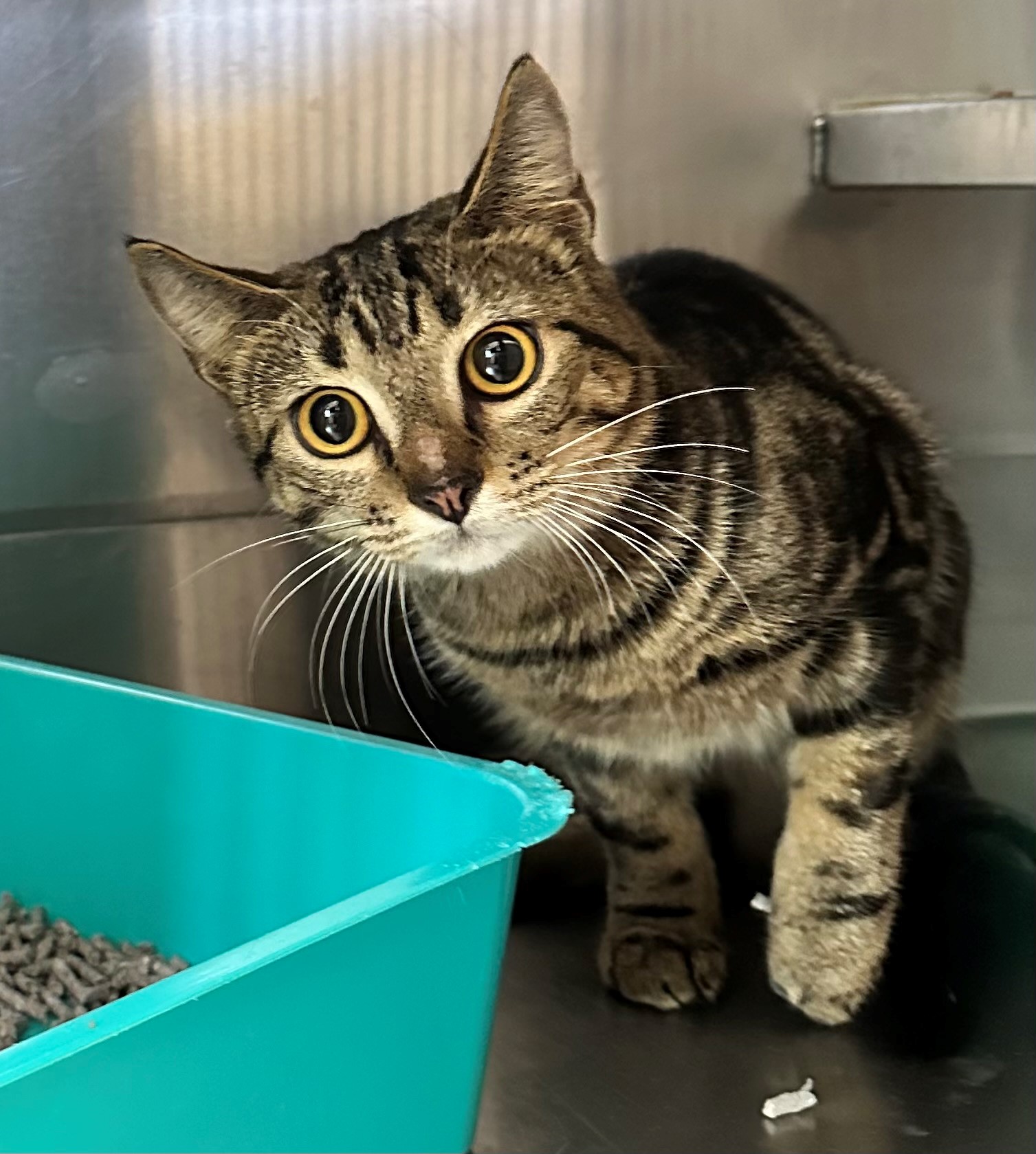 Found Tabby Cat