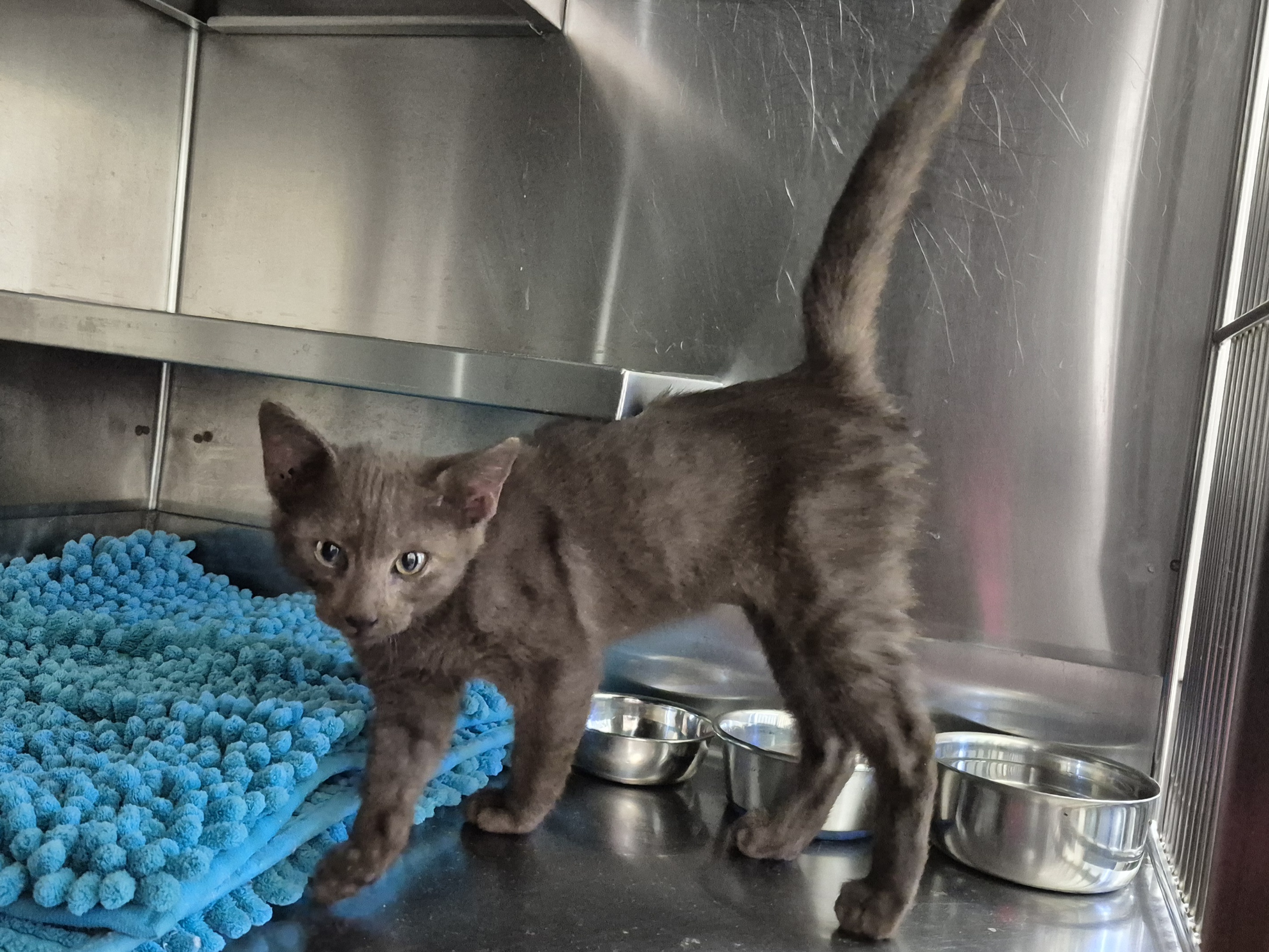 Found Domestic Short Hair Kitten
