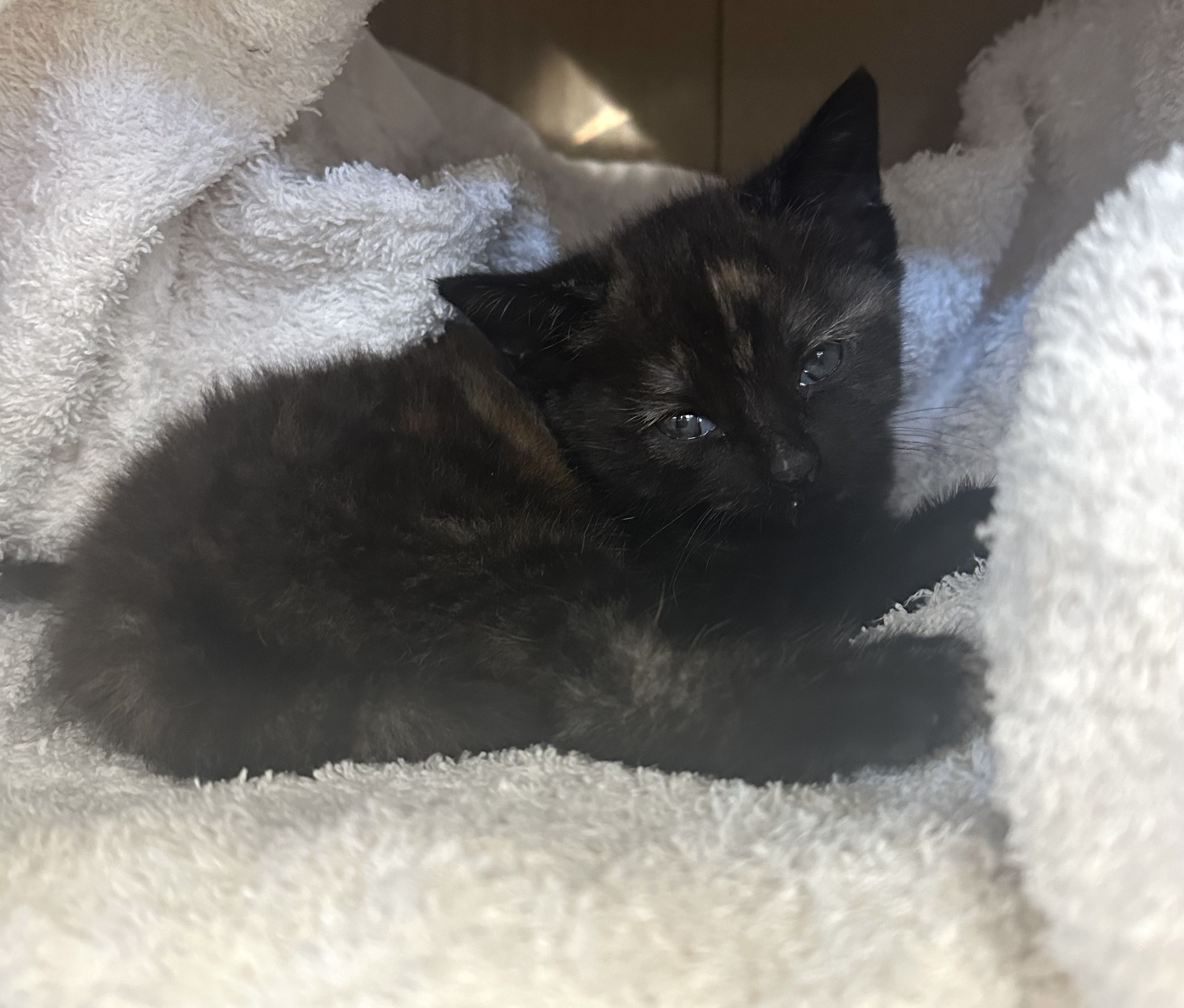 Found Kitten