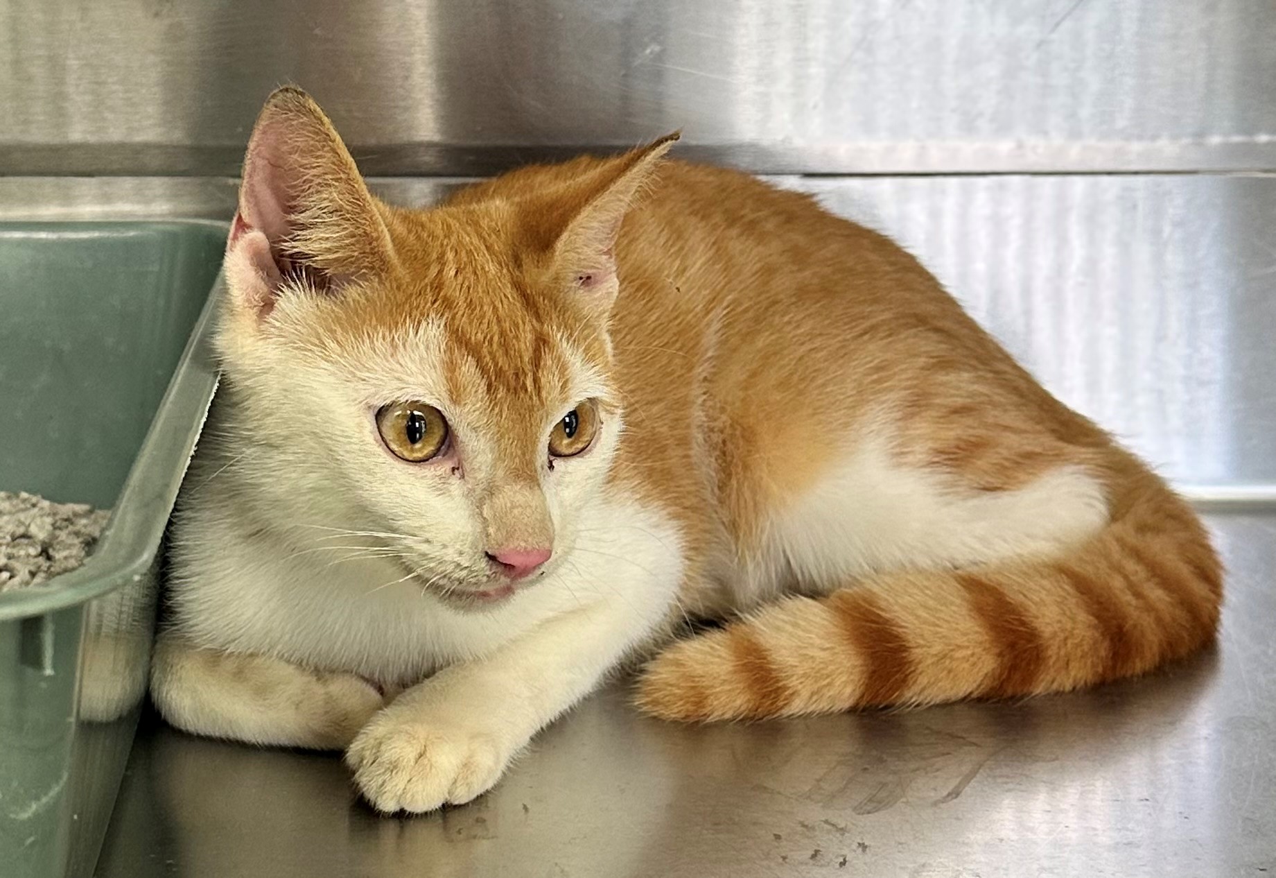Found Ginger & White Cat