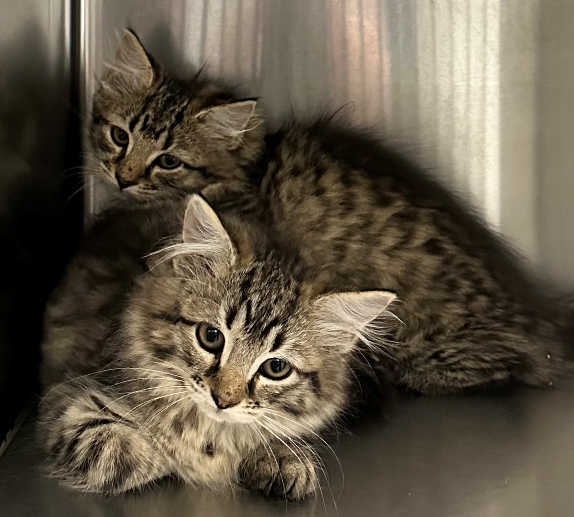 Found 2 Tabby Kitten