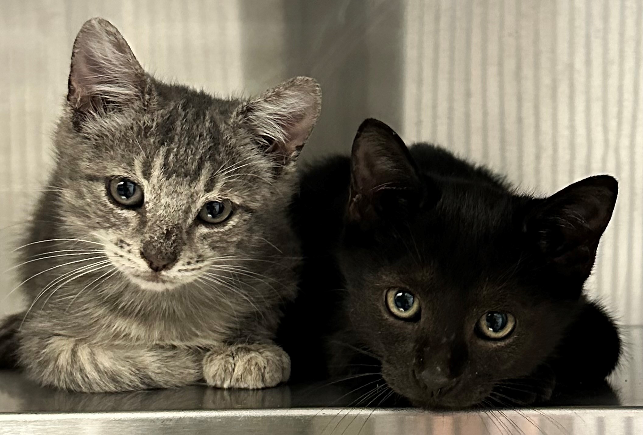 Found Grey Tabby & Black Kitten