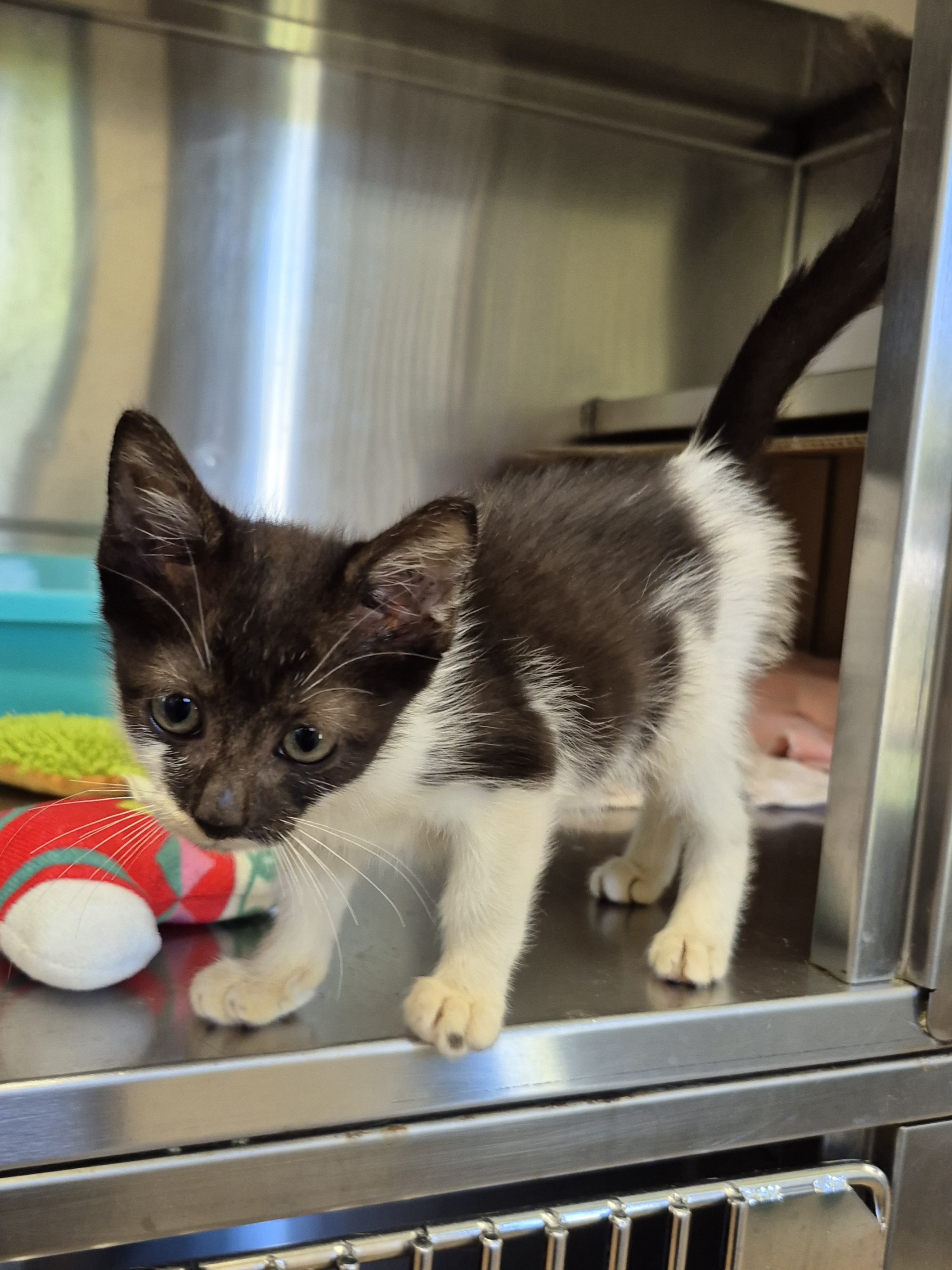 Found Domestic Medium Hair Kitten