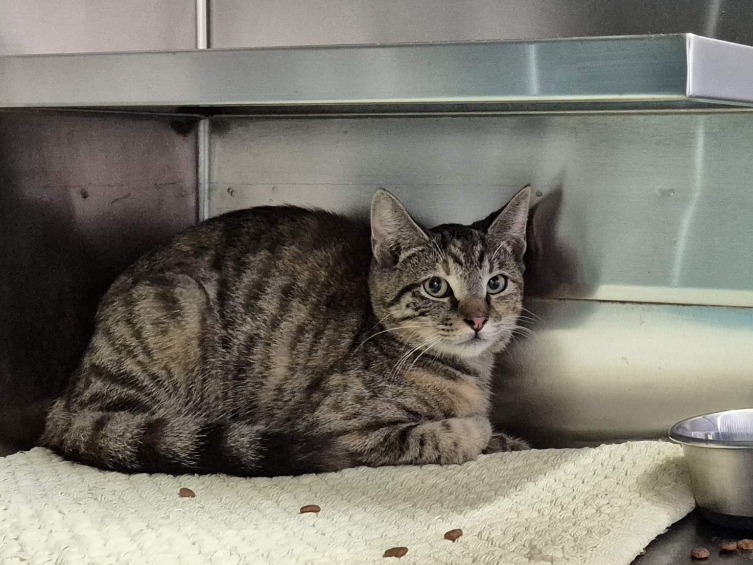 Found Domestic Short Hair