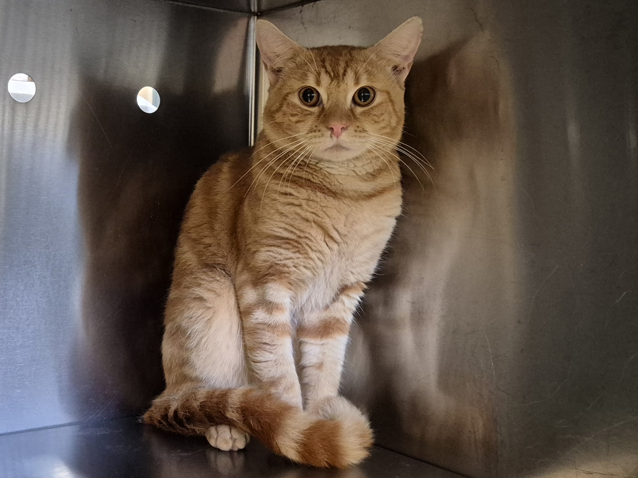 Found Domestic Short Hair