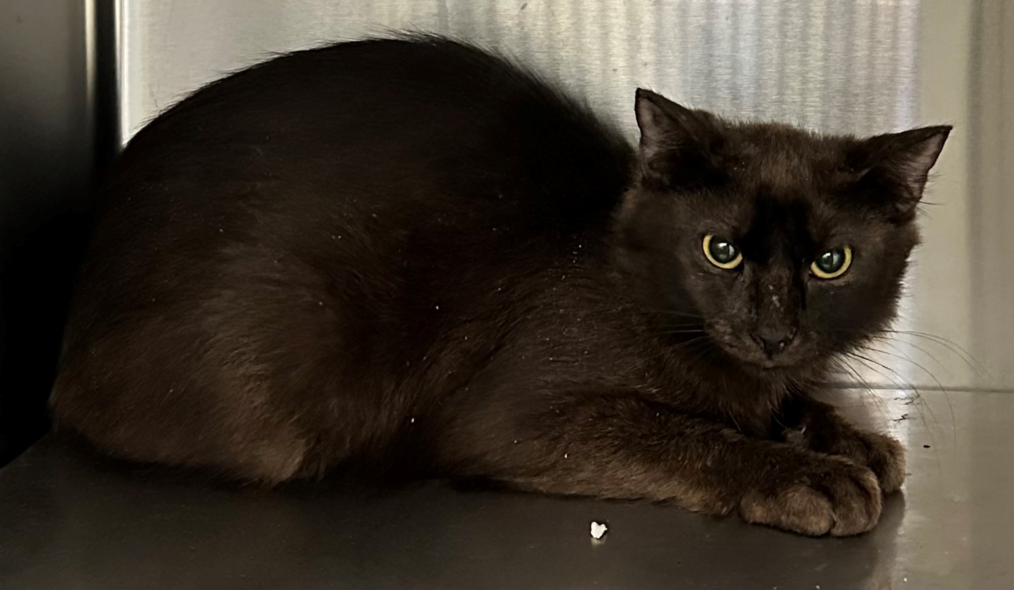 Found Black Cat 