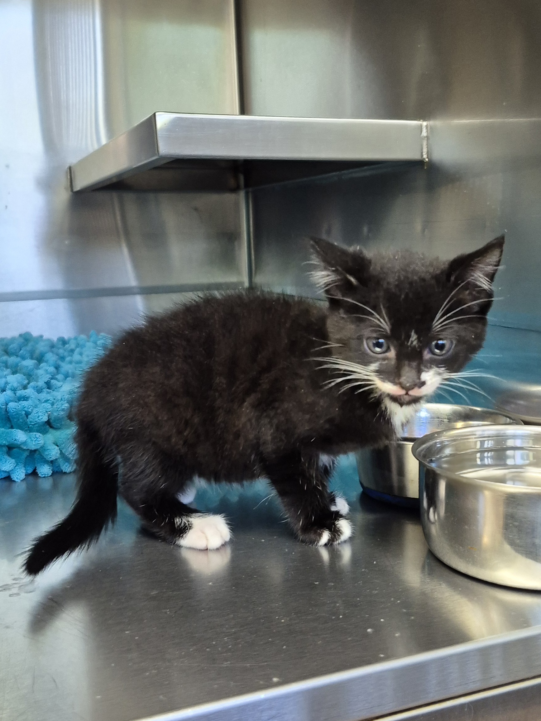 Found Domestic Short Hair Kitten