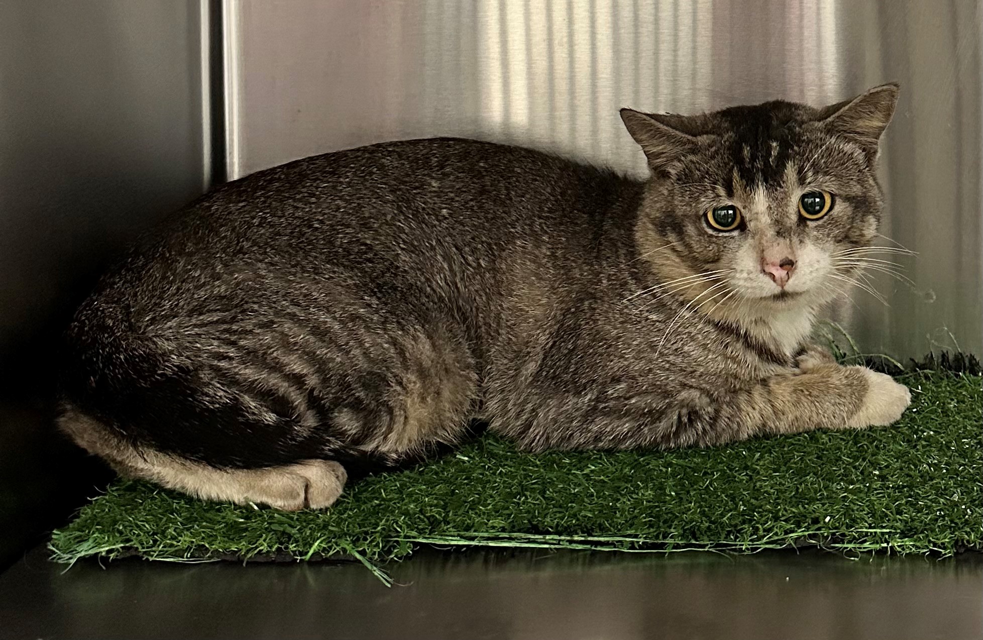 Found Tabby & White Cat