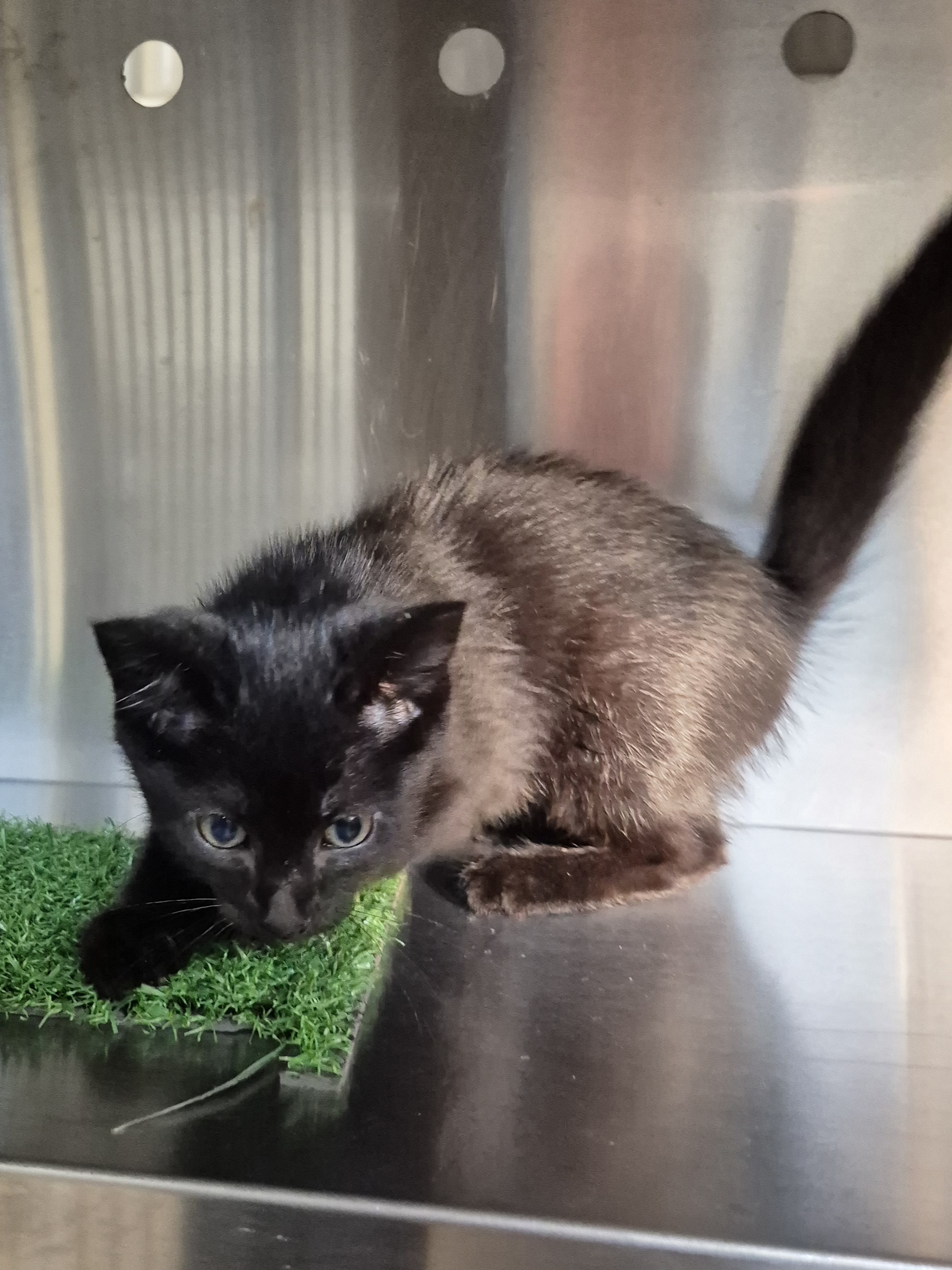 Found Domestic Short Hair Kitten