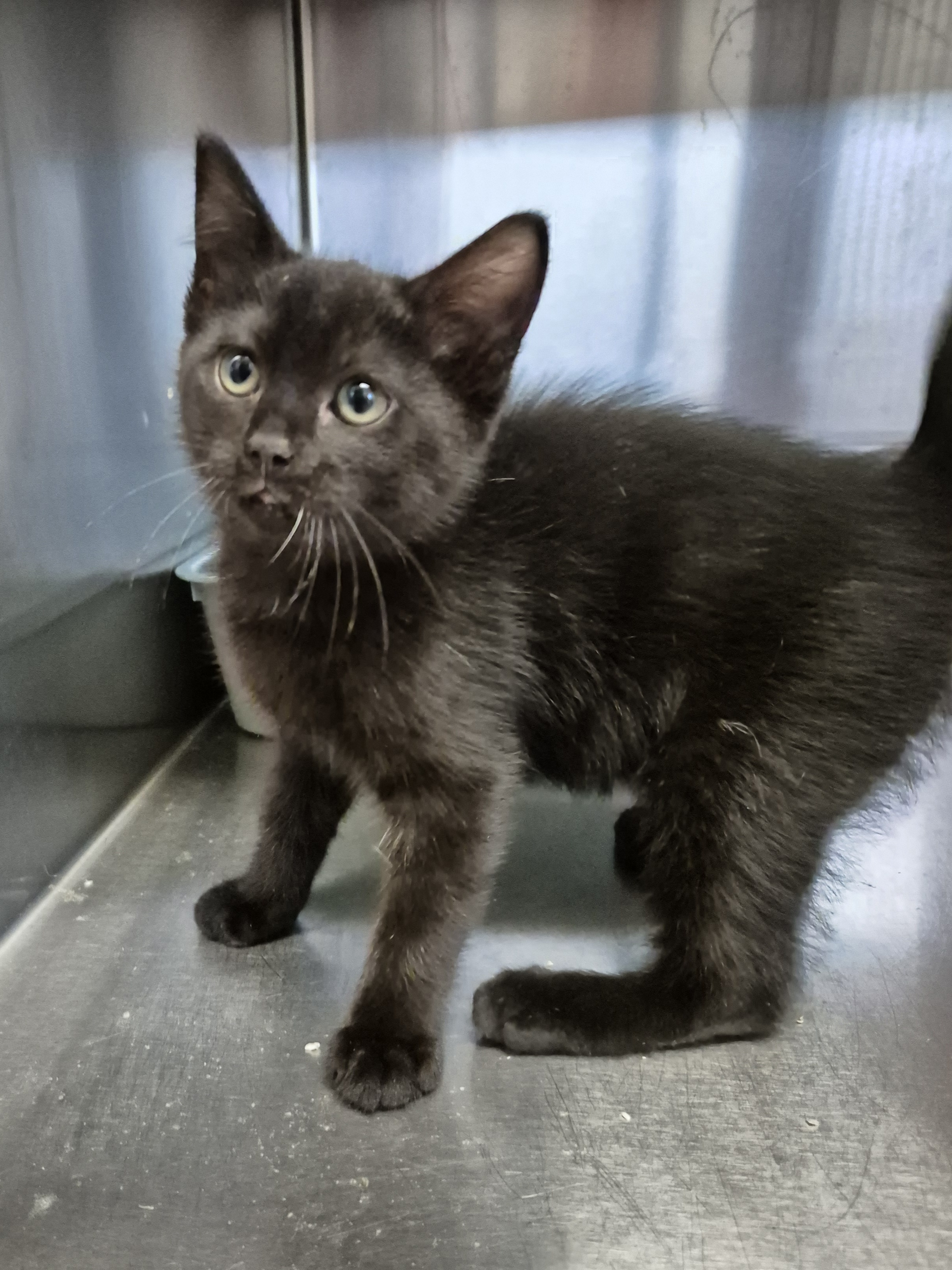 Found Domestic Short Hair Kitten