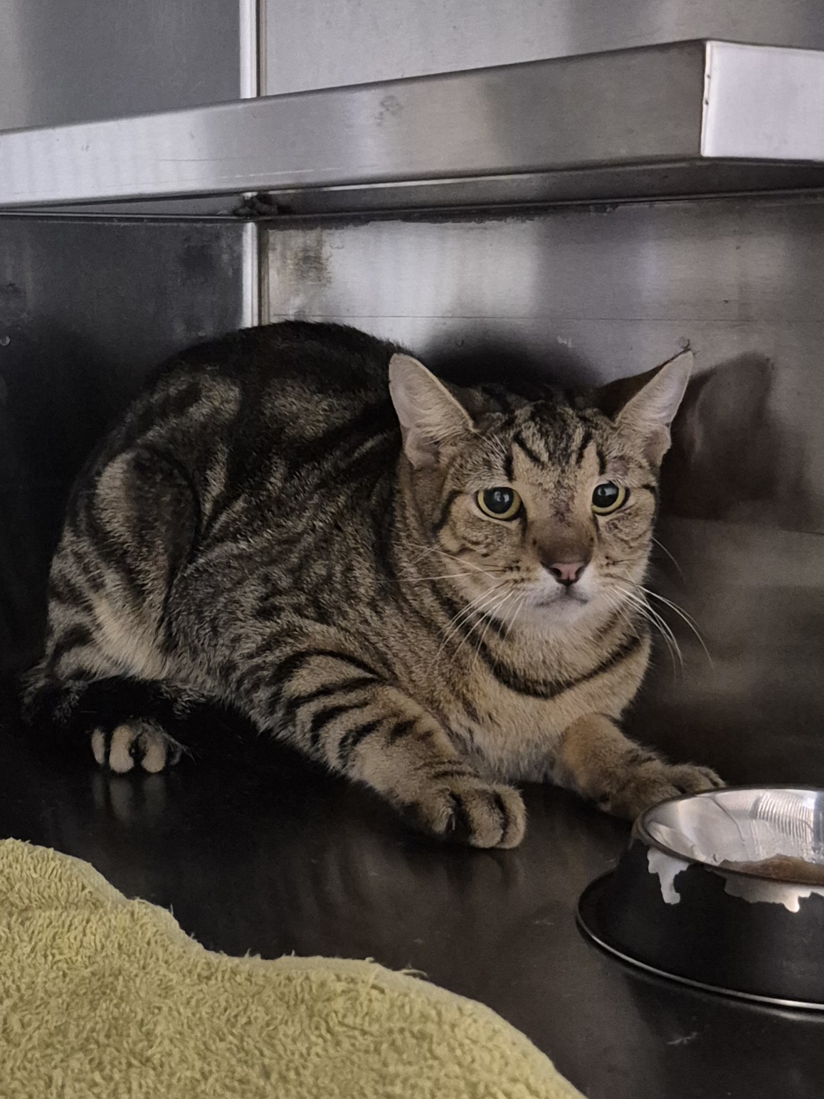Found Domestic Short Hair