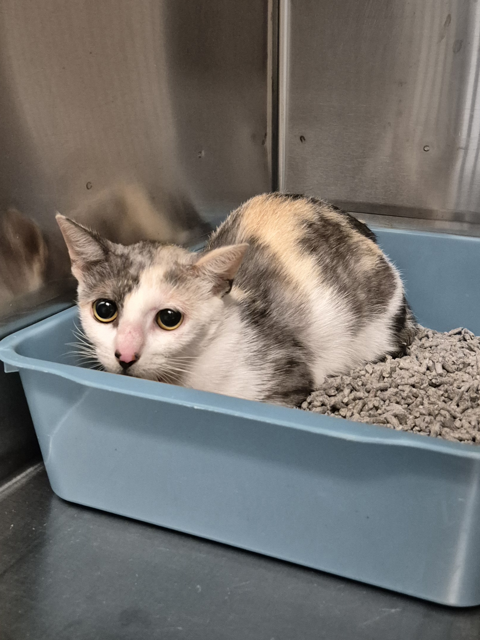Found Domestic Short Hair
