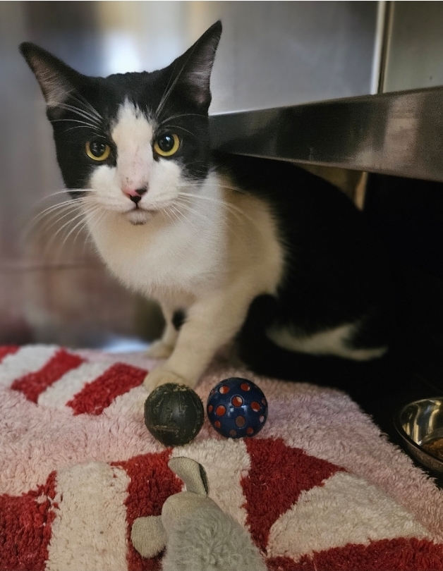 Found white and black cat.
