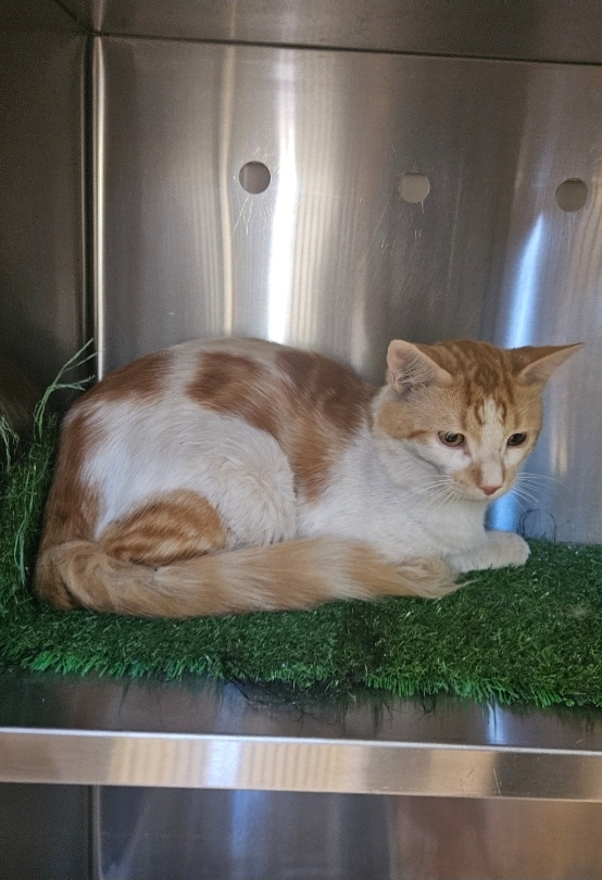 Found ginger and white cat. 