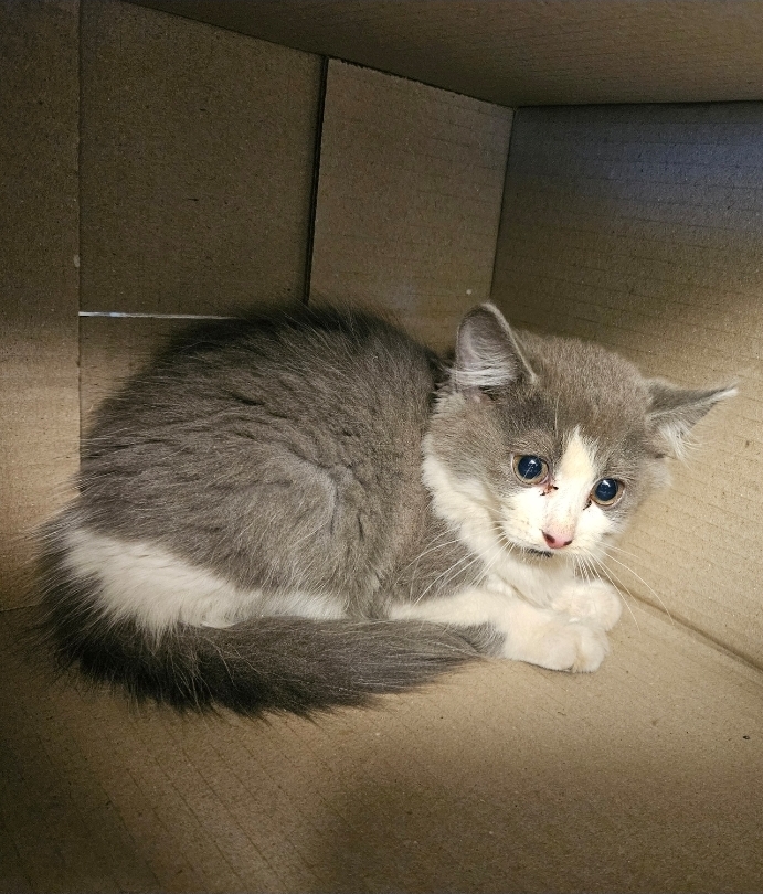 Found grey and white cat. 