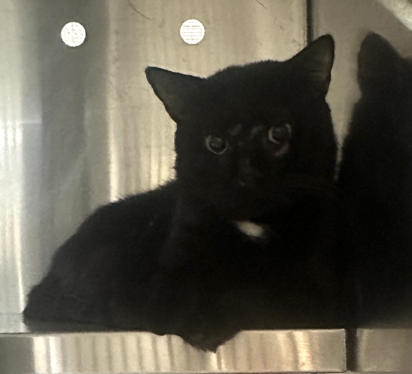 Found Cat 