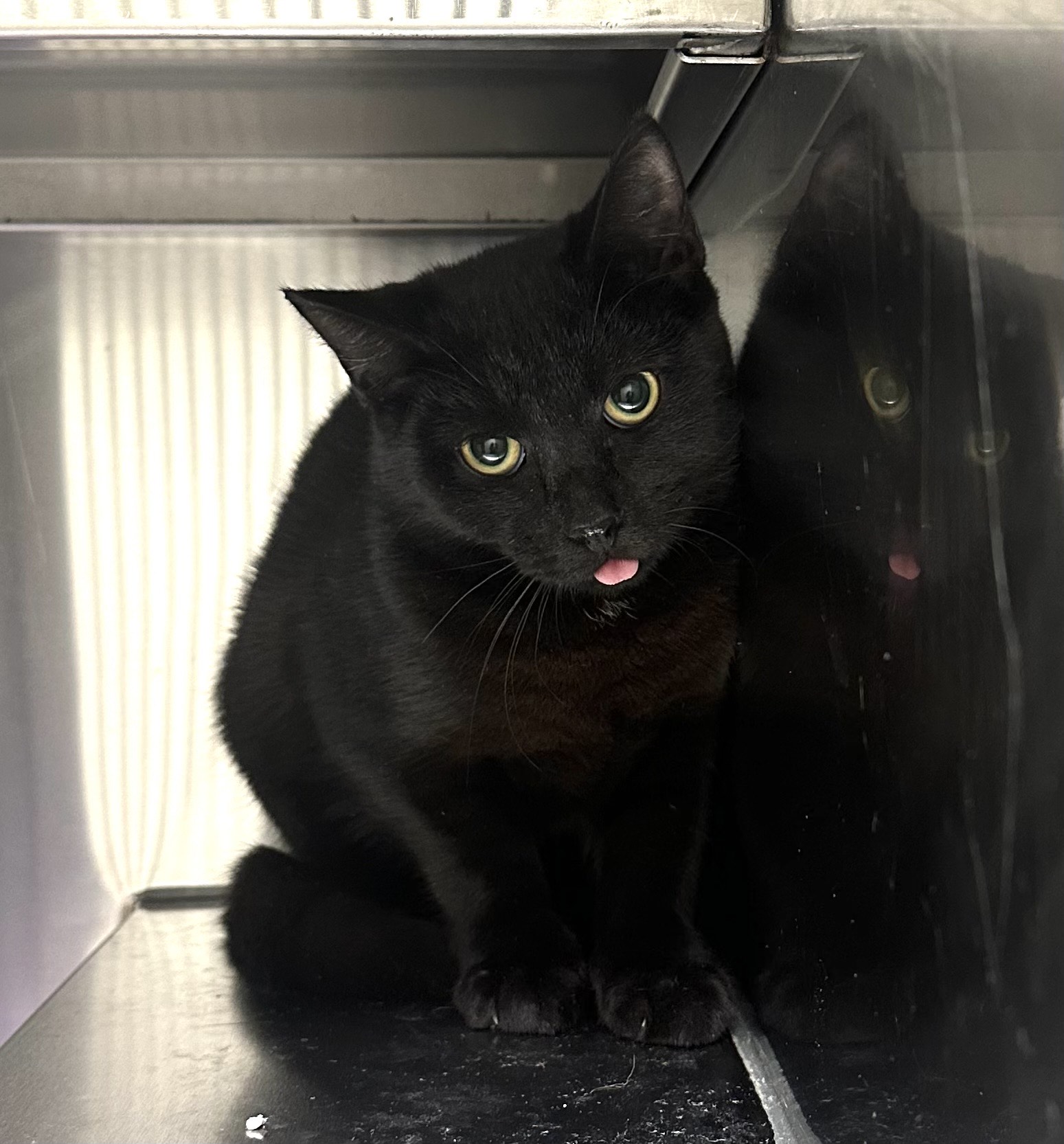 Found Cat 