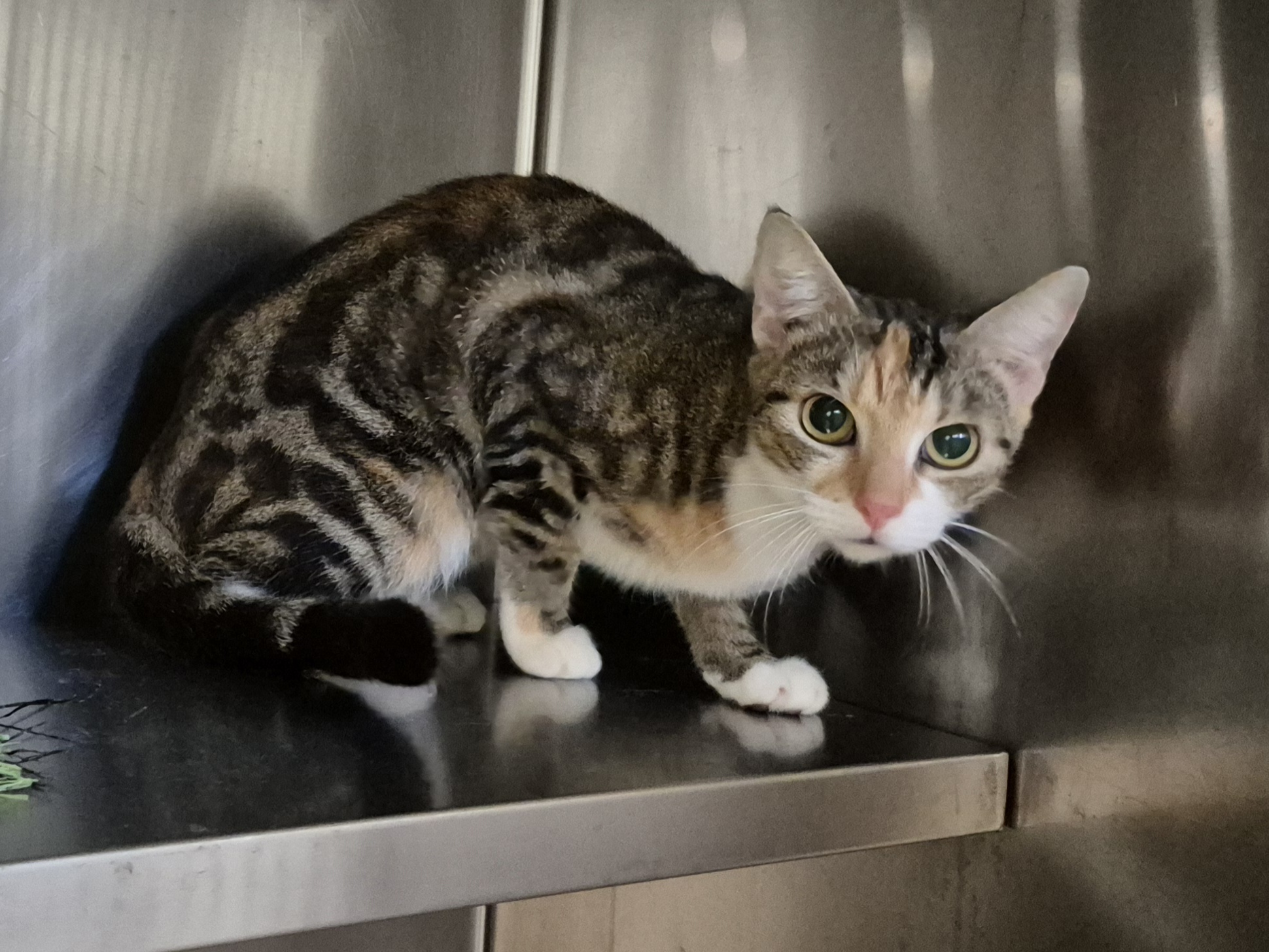 Found Domestic Short Hair