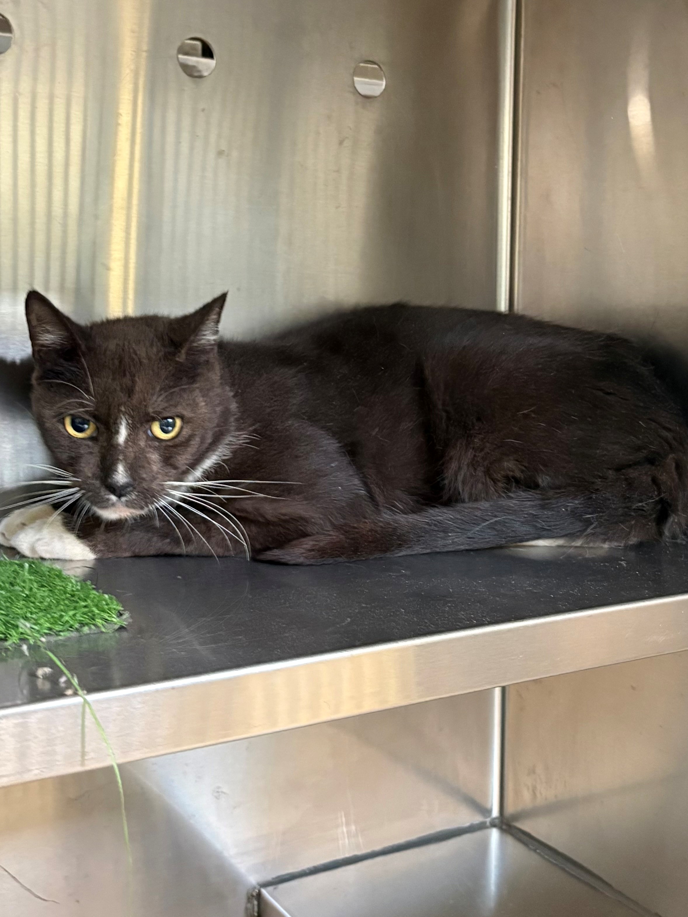 Found Domestic Short Hair