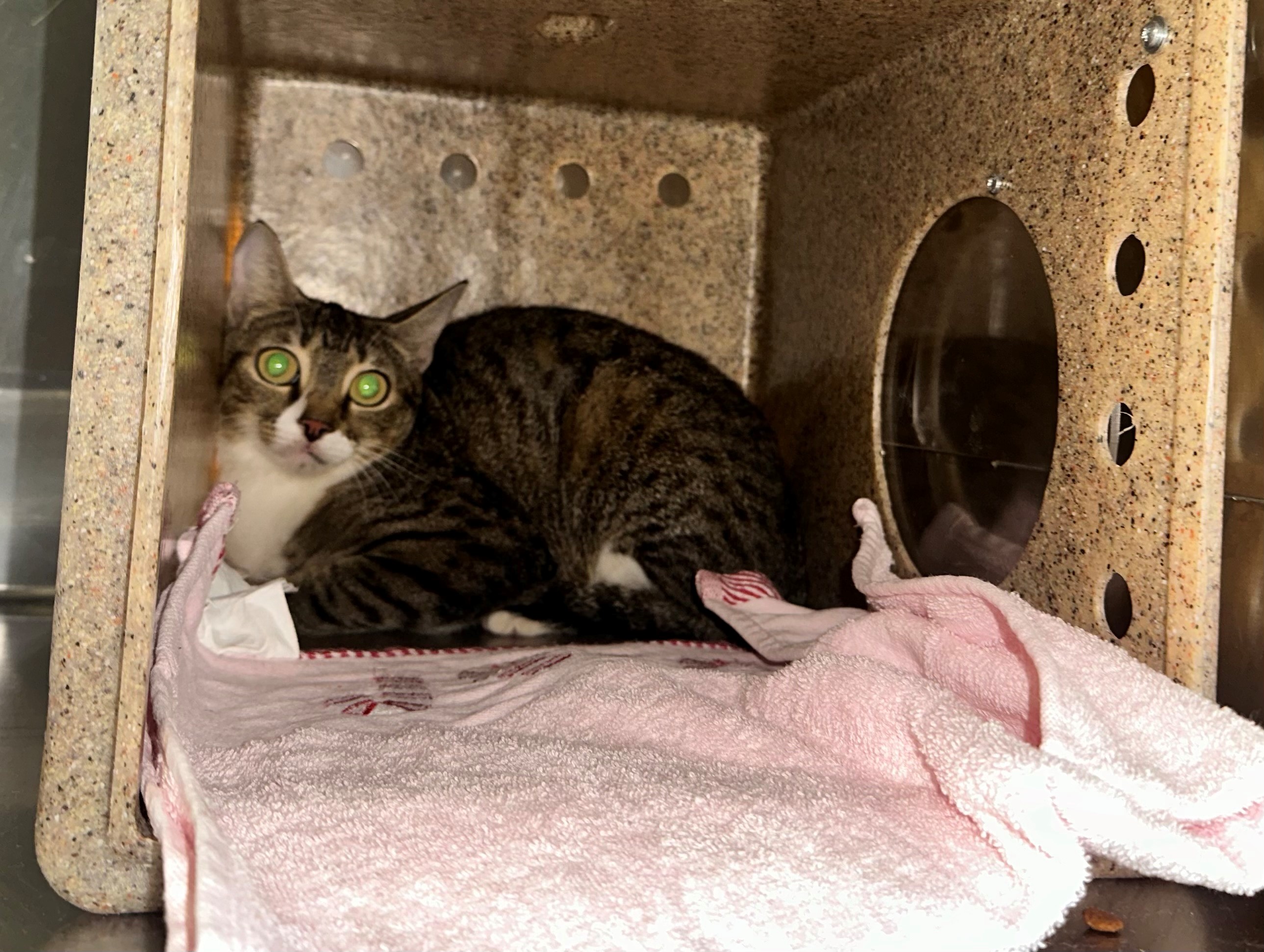 Found Tabby & White Cat