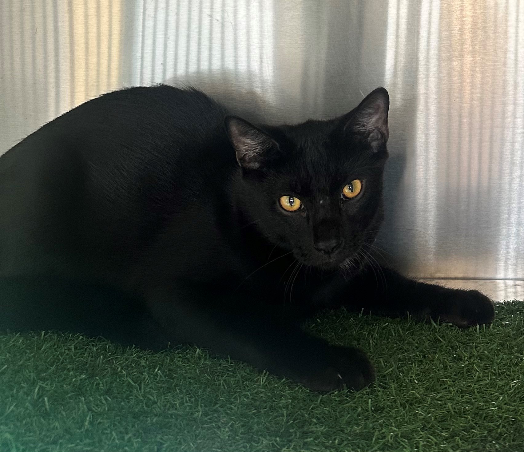 Found Black Cat