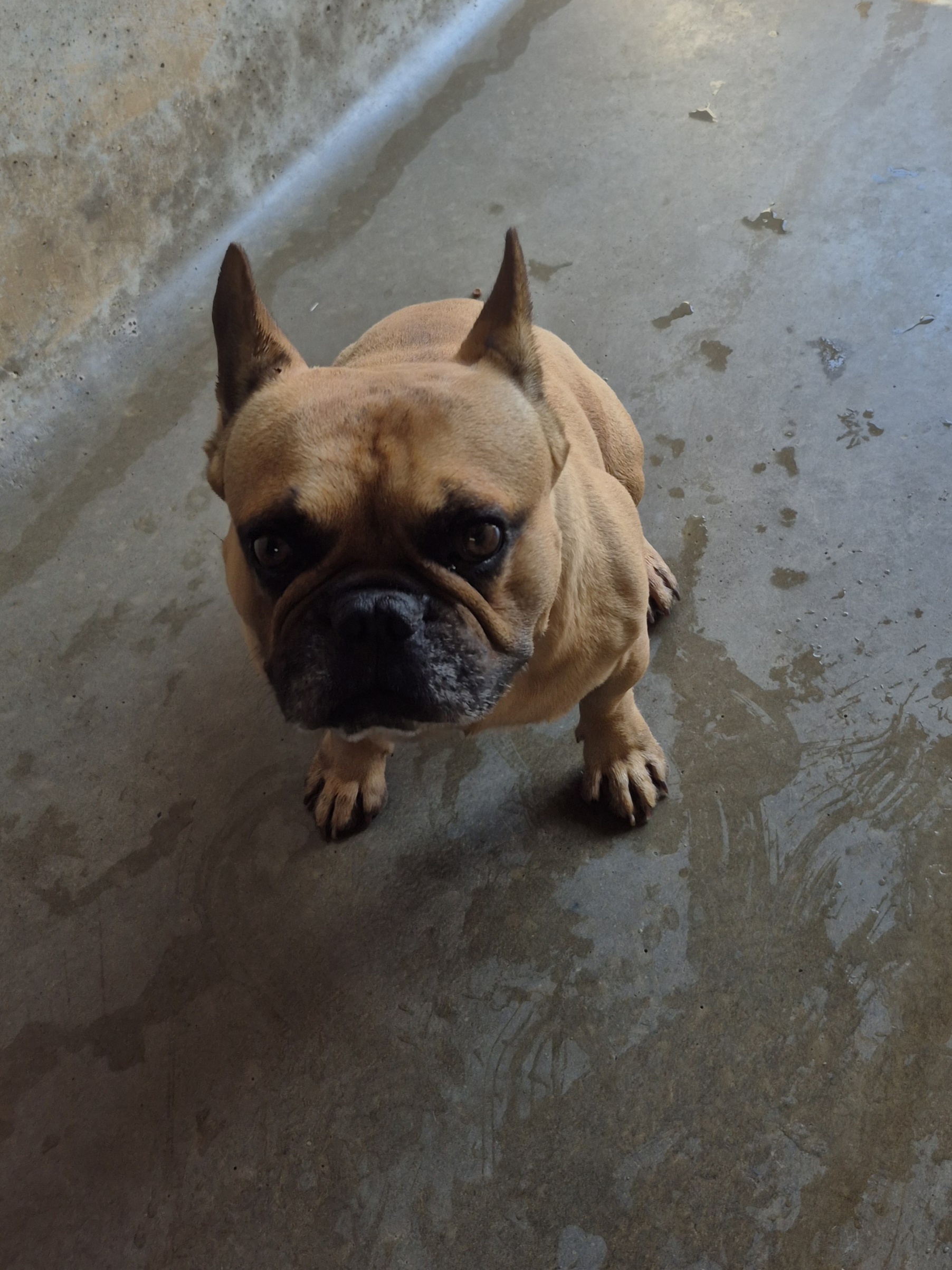 Found French Bulldog