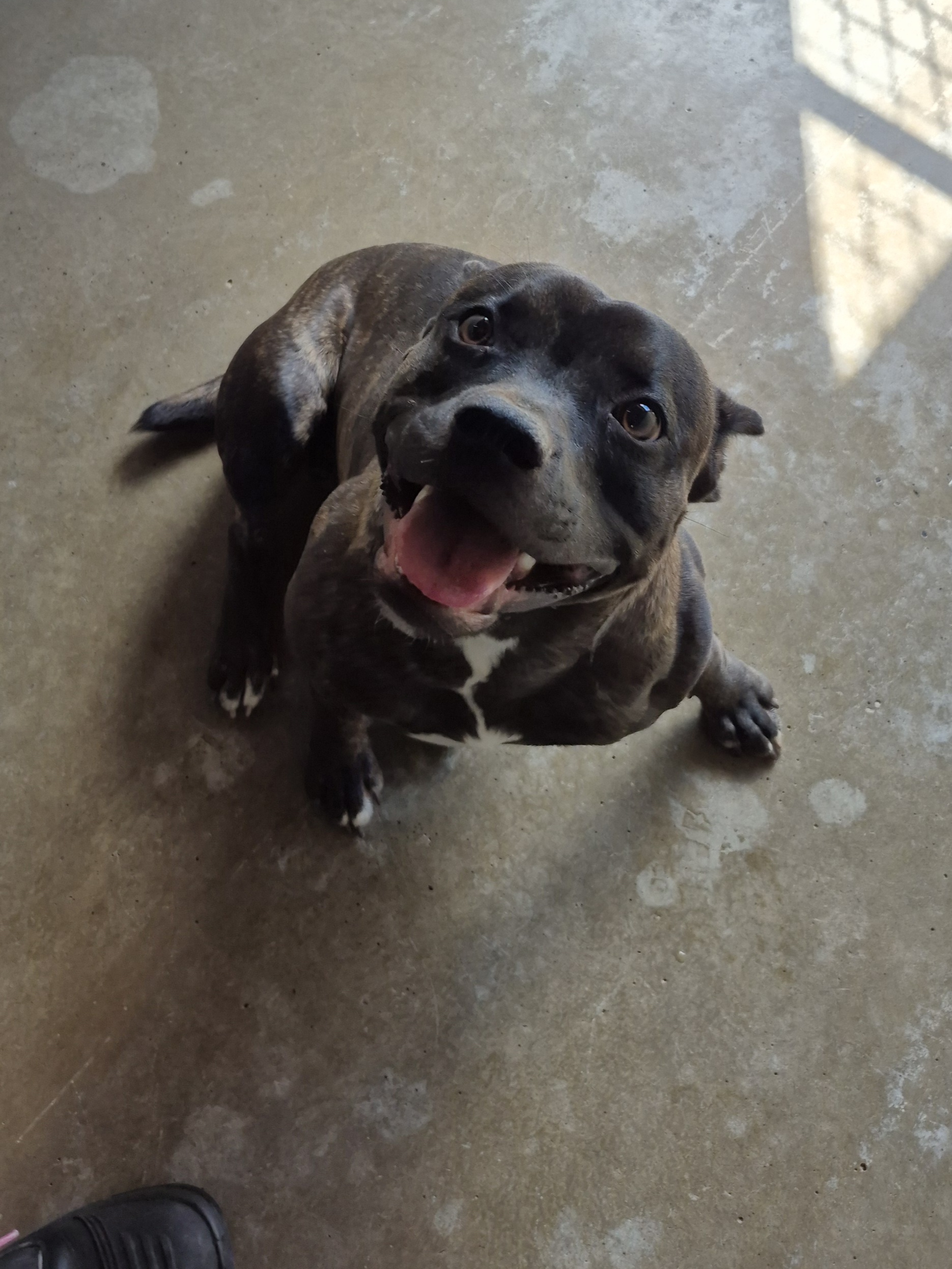 Found English Staffordshire Terrier