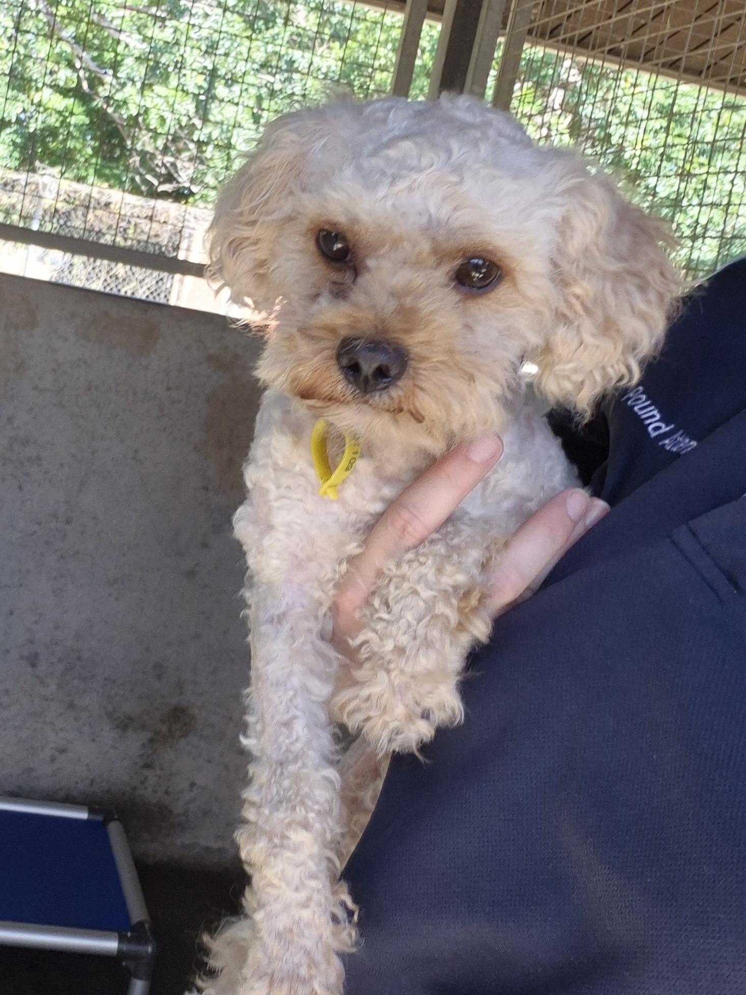 Found Small Breed