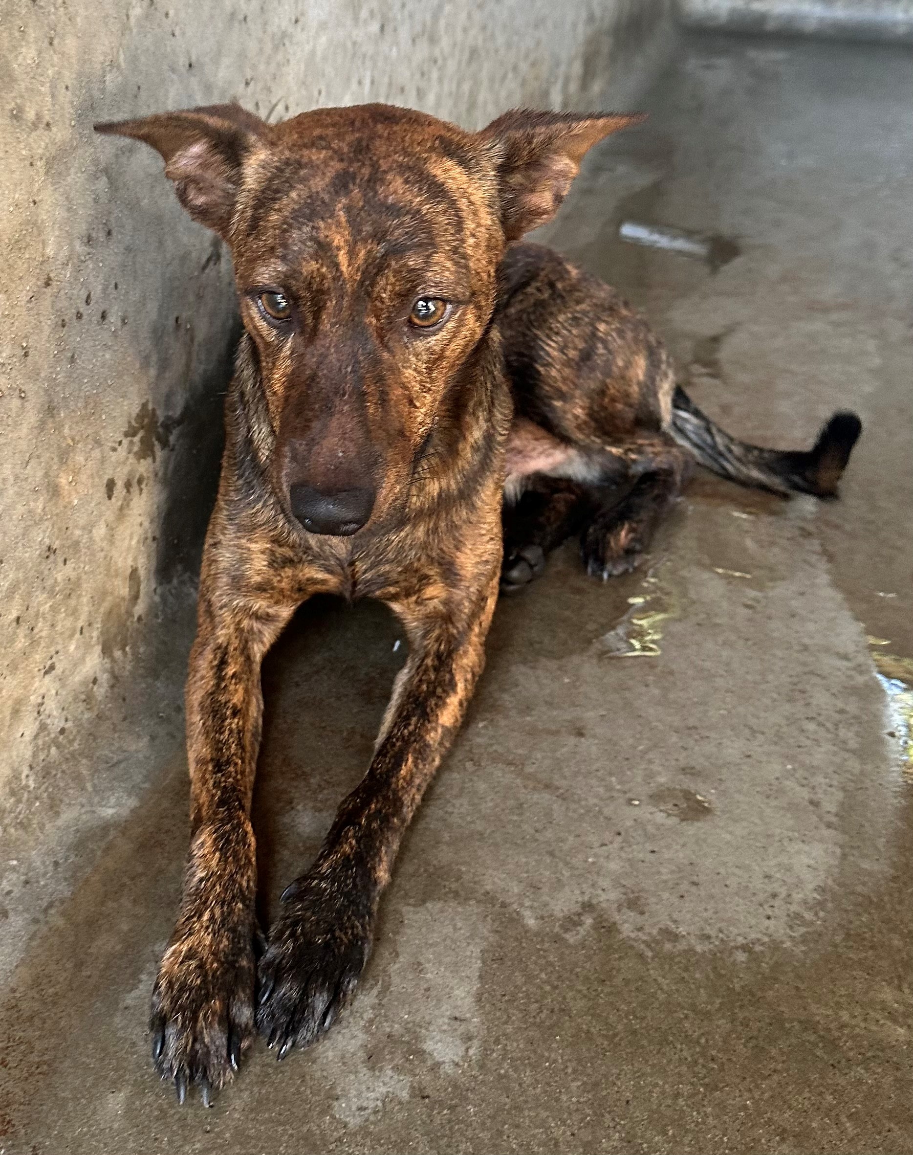 Found Small Mixed Breed Dog