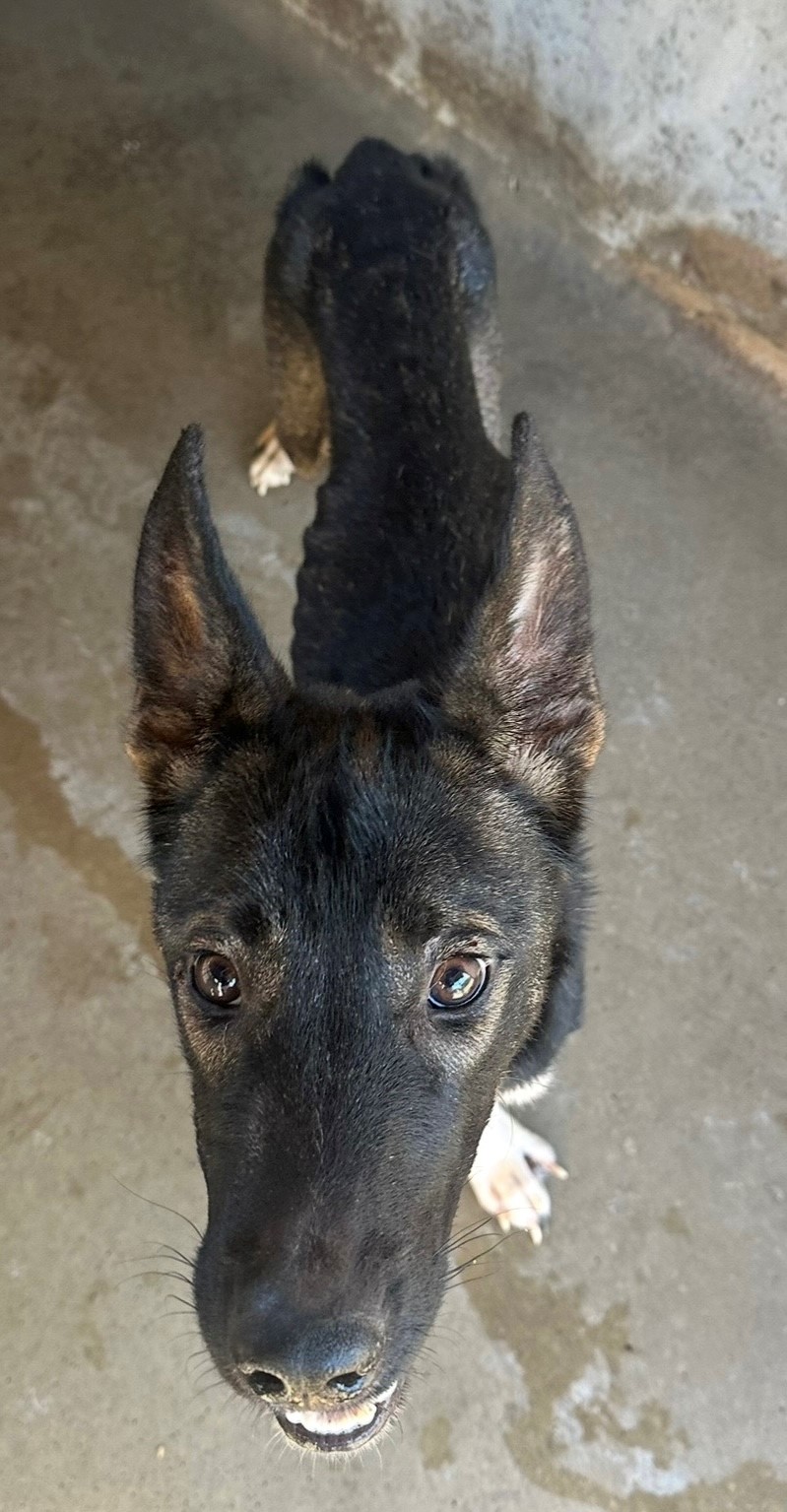 Found German Shepherd X