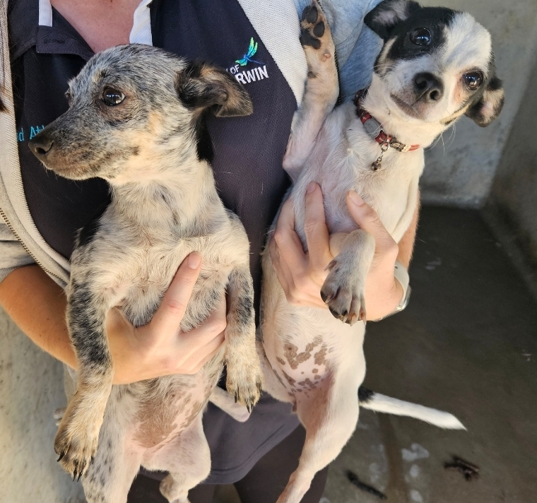 Found, white, black, female, chihuahuas