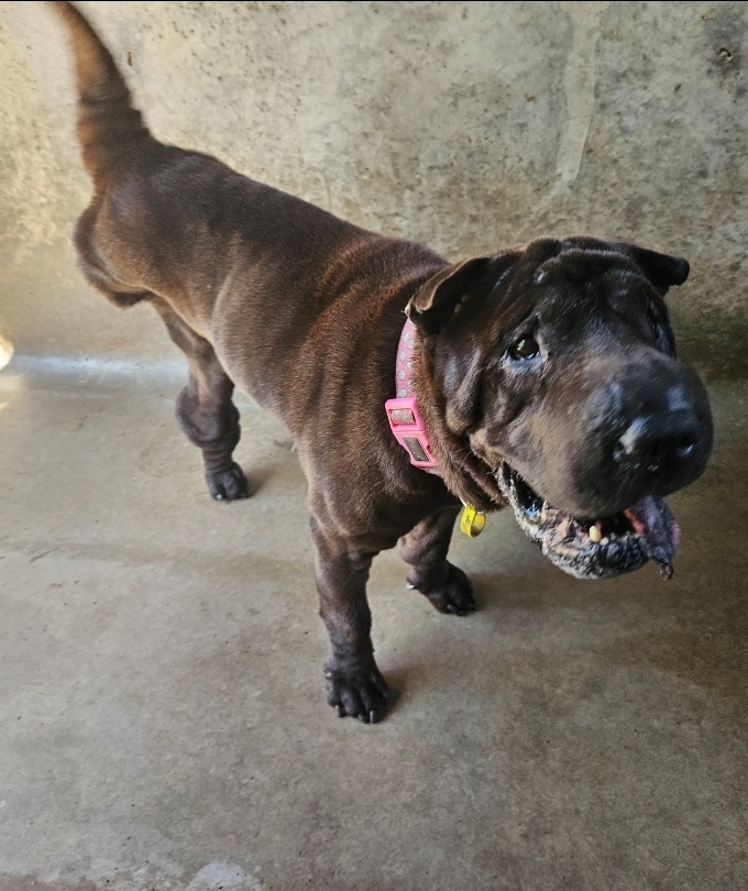 Found Brown Female Shar Pei