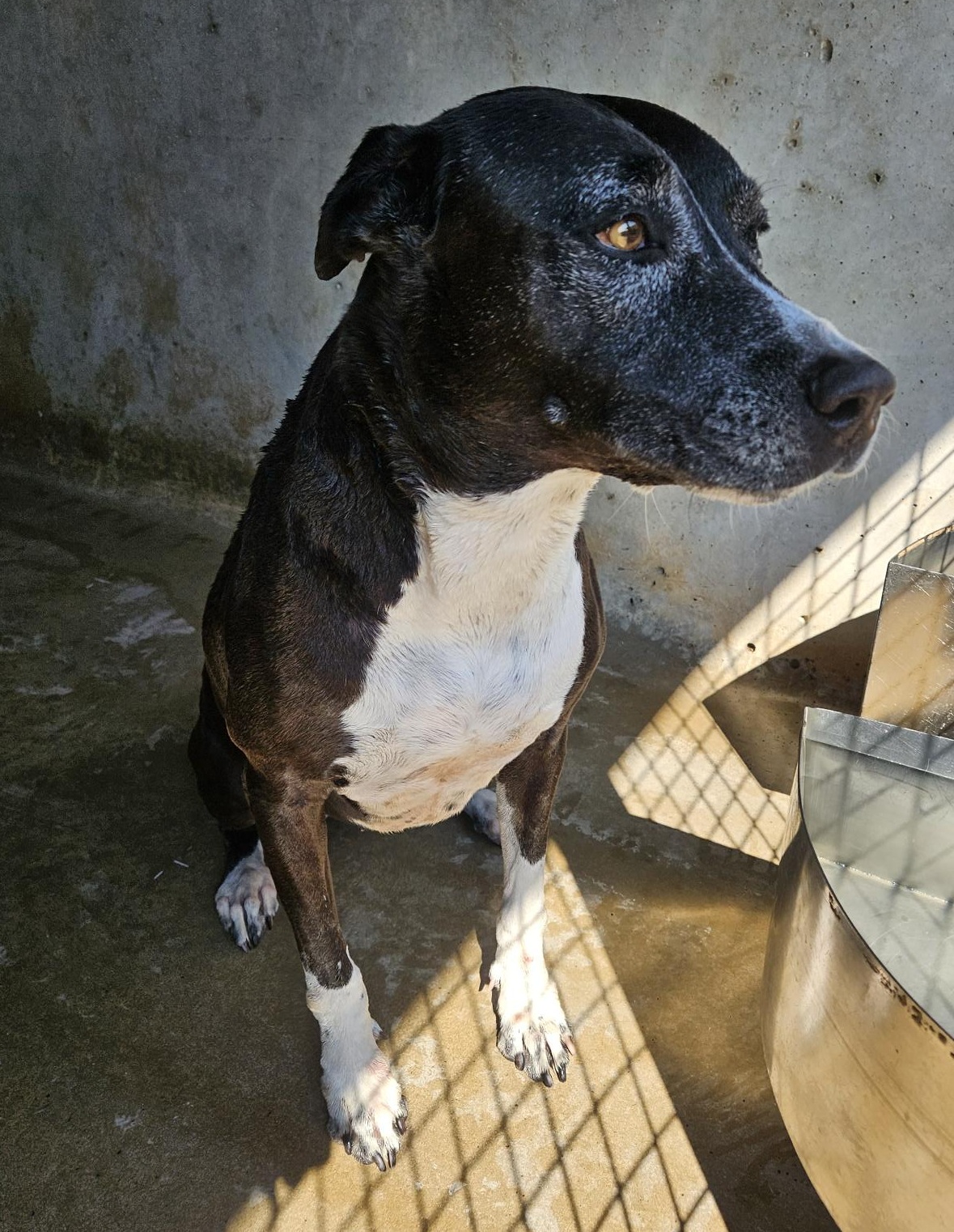Found Black and White Mixed Breed Dog