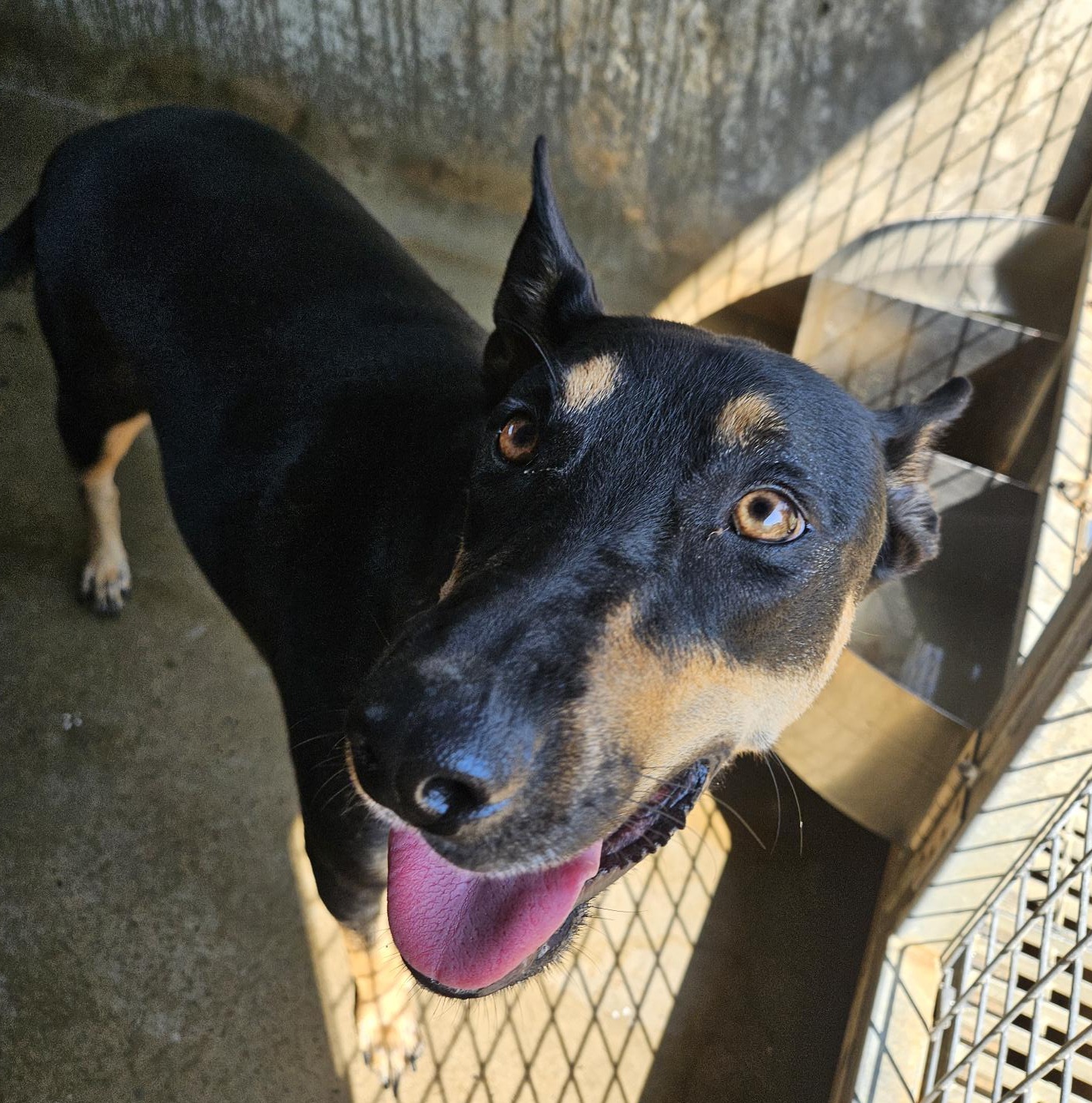 Kelpie Dog