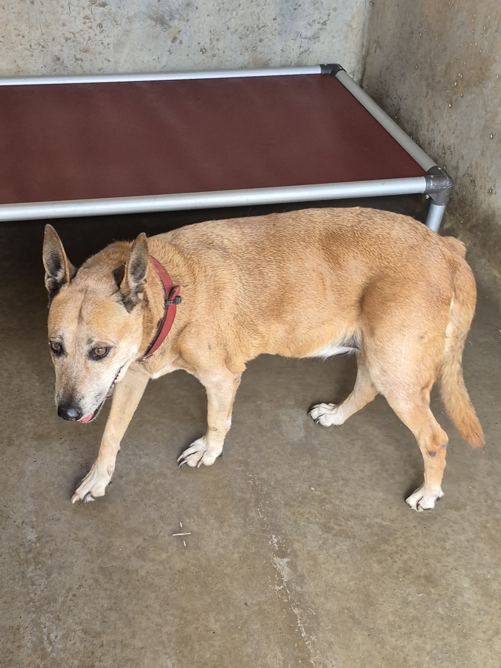 Found Medium Mixed Breed Dog