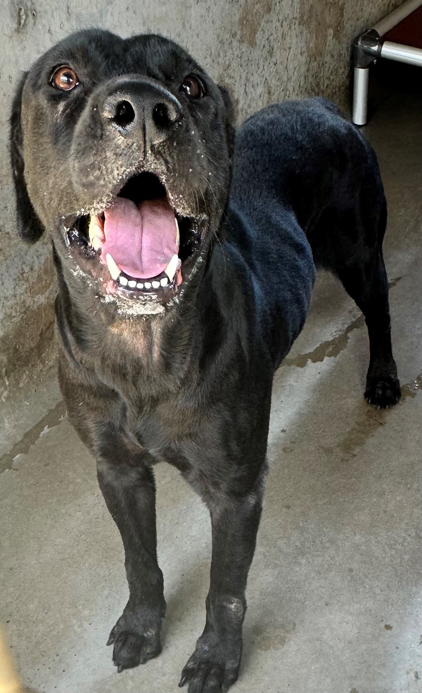 Found Labrador X