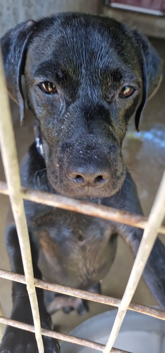 Found Labrador X Puppy