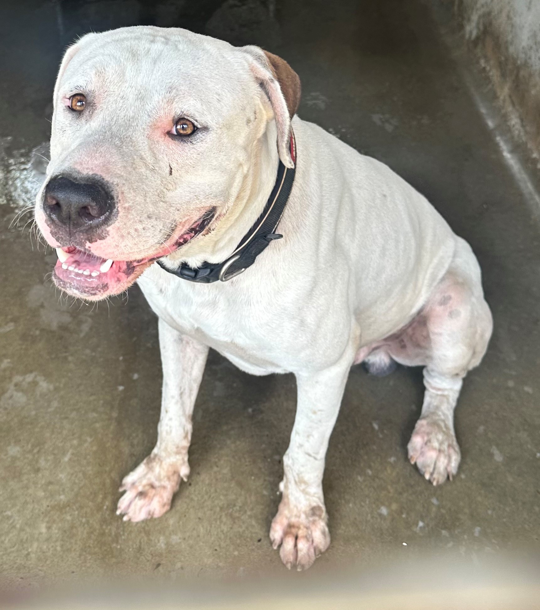 Found American Bulldog X