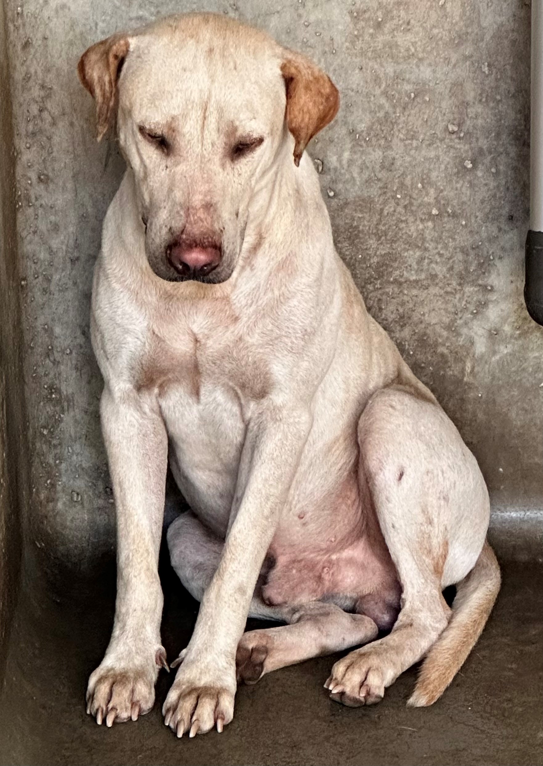 Found Labrador X