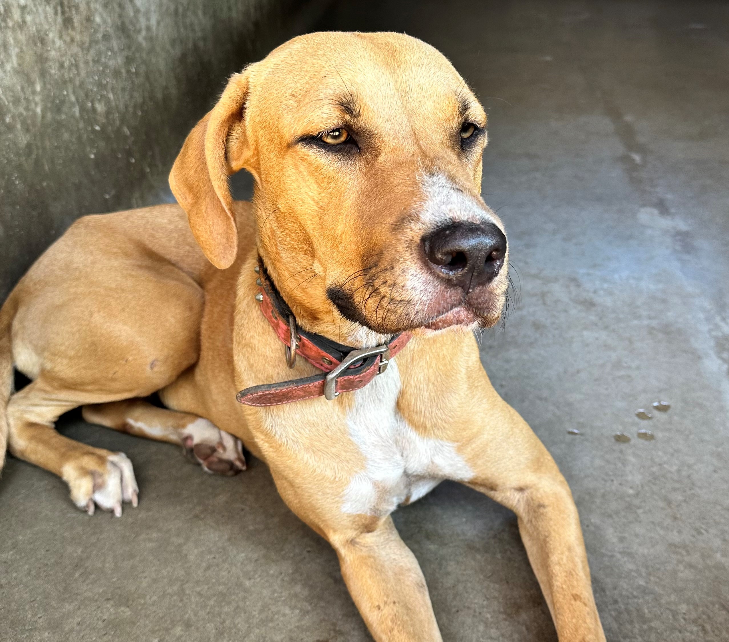 Found Mixed Breed Dog