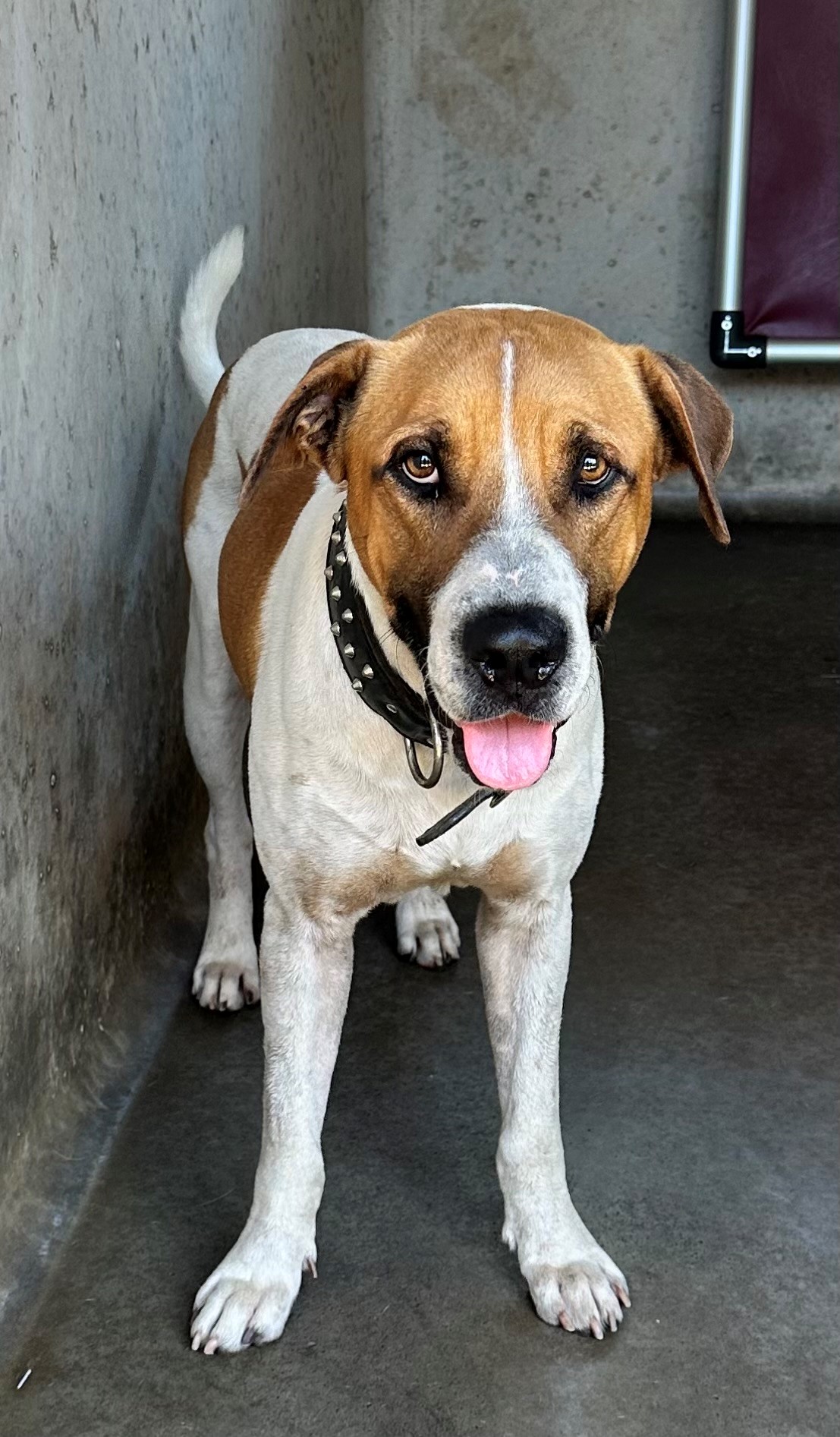 Found Mixed Breed Dog
