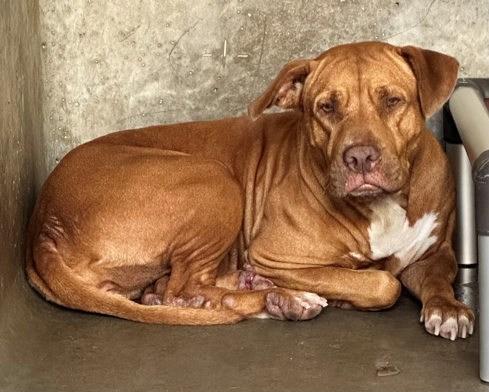 Found Mixed Breed Dog