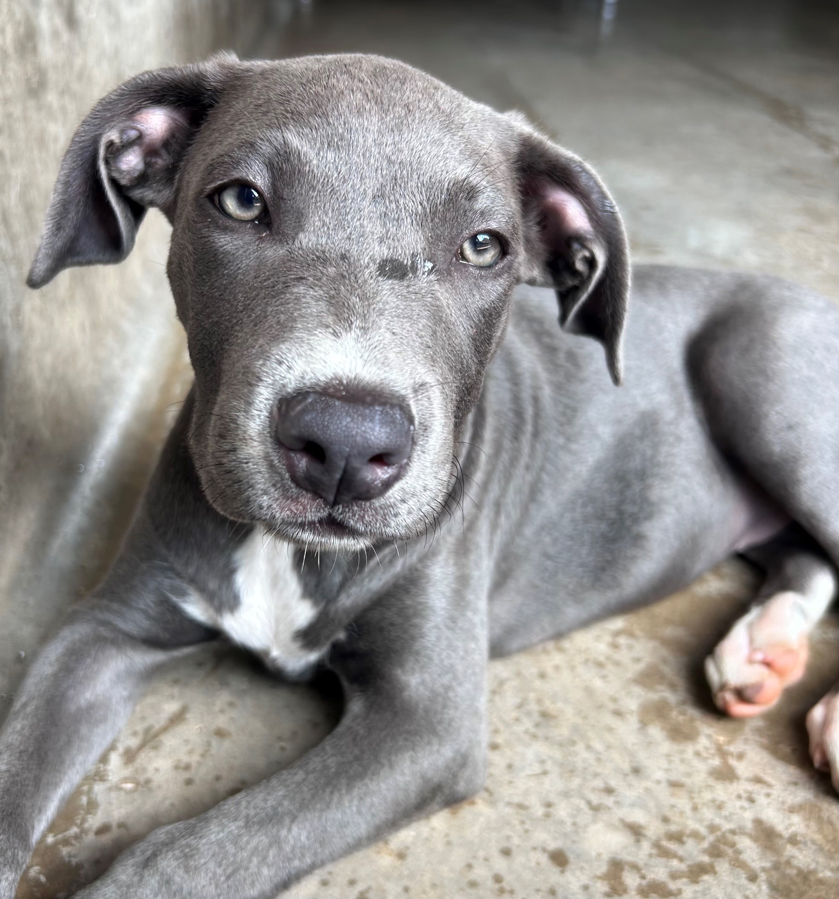 Found Staffy Puppy