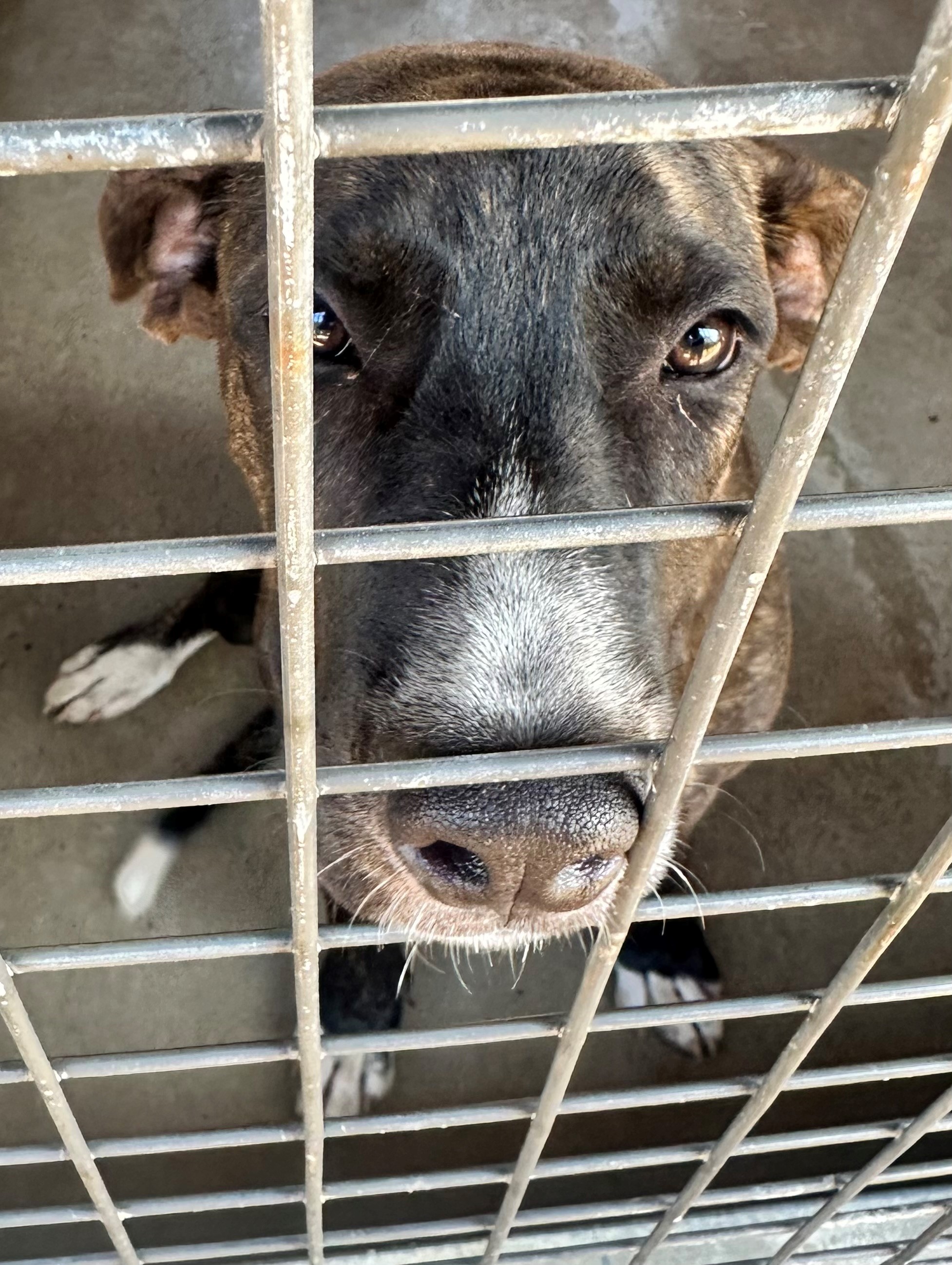Found Mixed Breed Puppy