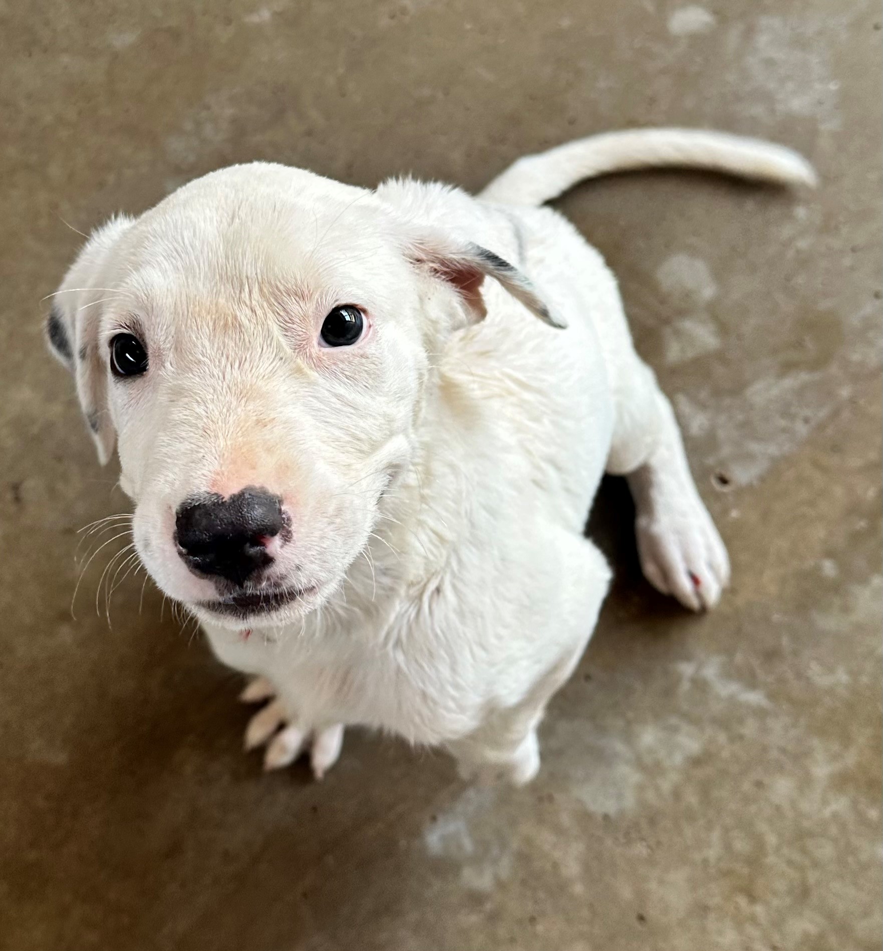 Found Mixed Breed Puppy